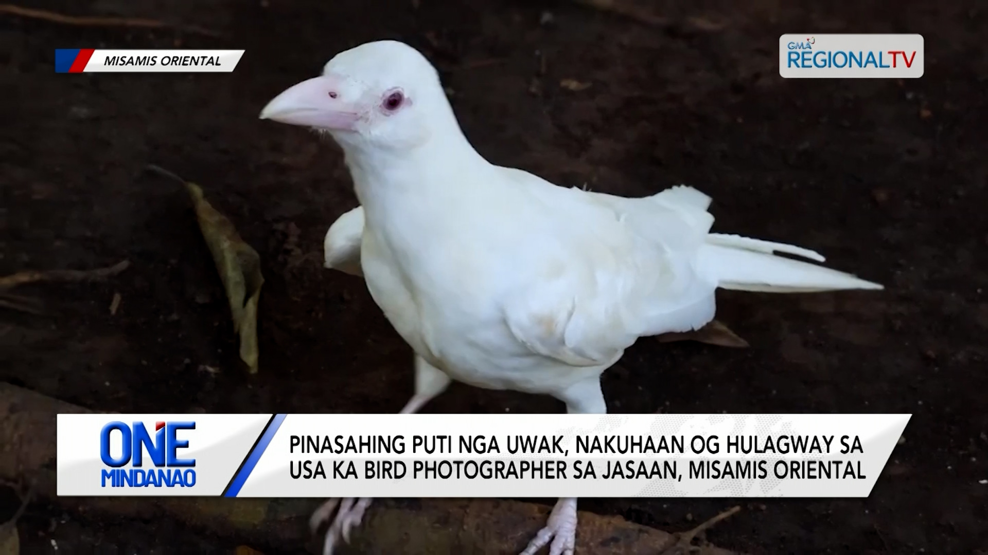 Puti nga uwak, nakuhaan og hulagway sa usa ka bird photographer | One Mindanao