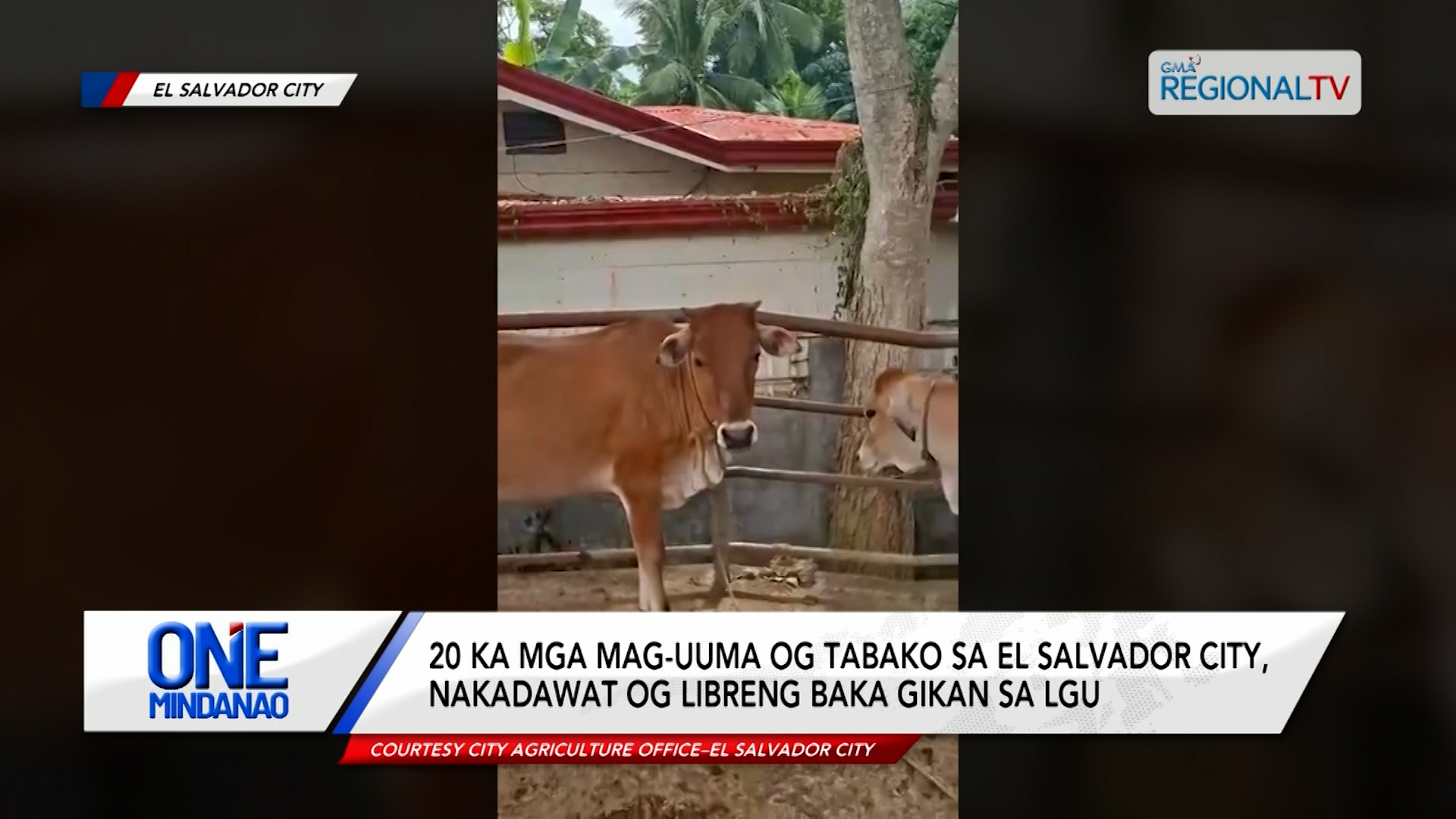 20 ka mga mag-uuma og tabako sa El Salvador City, nakadawat og libreng baka | One Mindanao