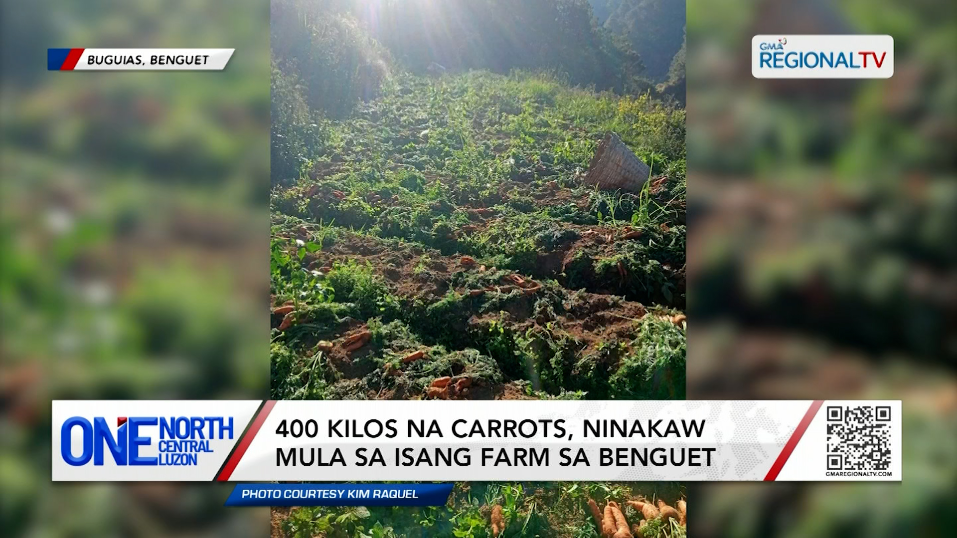 400 kilos na carrots, ninakaw mula sa isang farm sa Benguet | One North Central Luzon