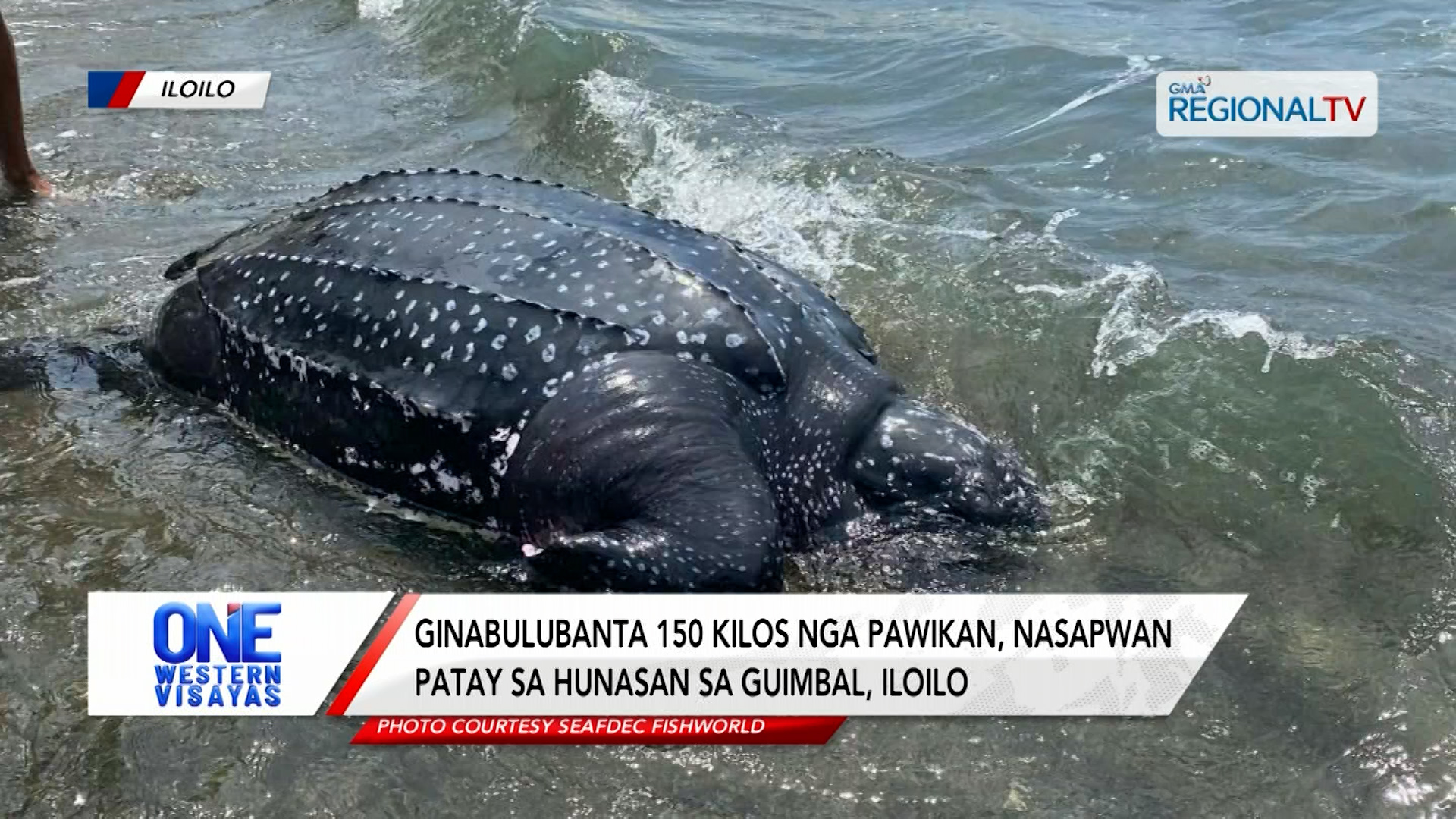 Ginabulubanta 150 kilos nga pawikan, nasapwan patay sa hunasan sa Guimbal | One Western Visayas