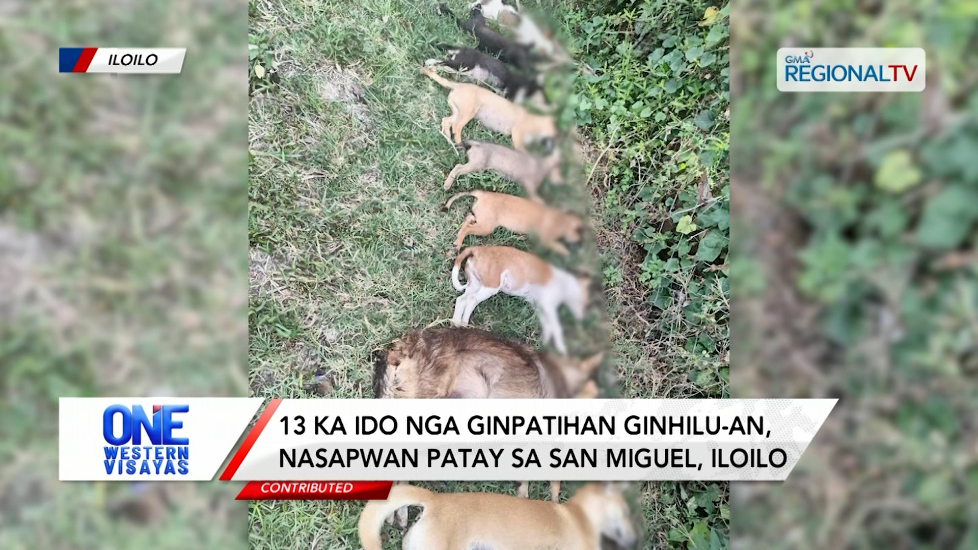 13 ka ido nga ginpatihan ginhilu-an, nasapwan patay sa San Miguel, Iloilo | One Western Visayas