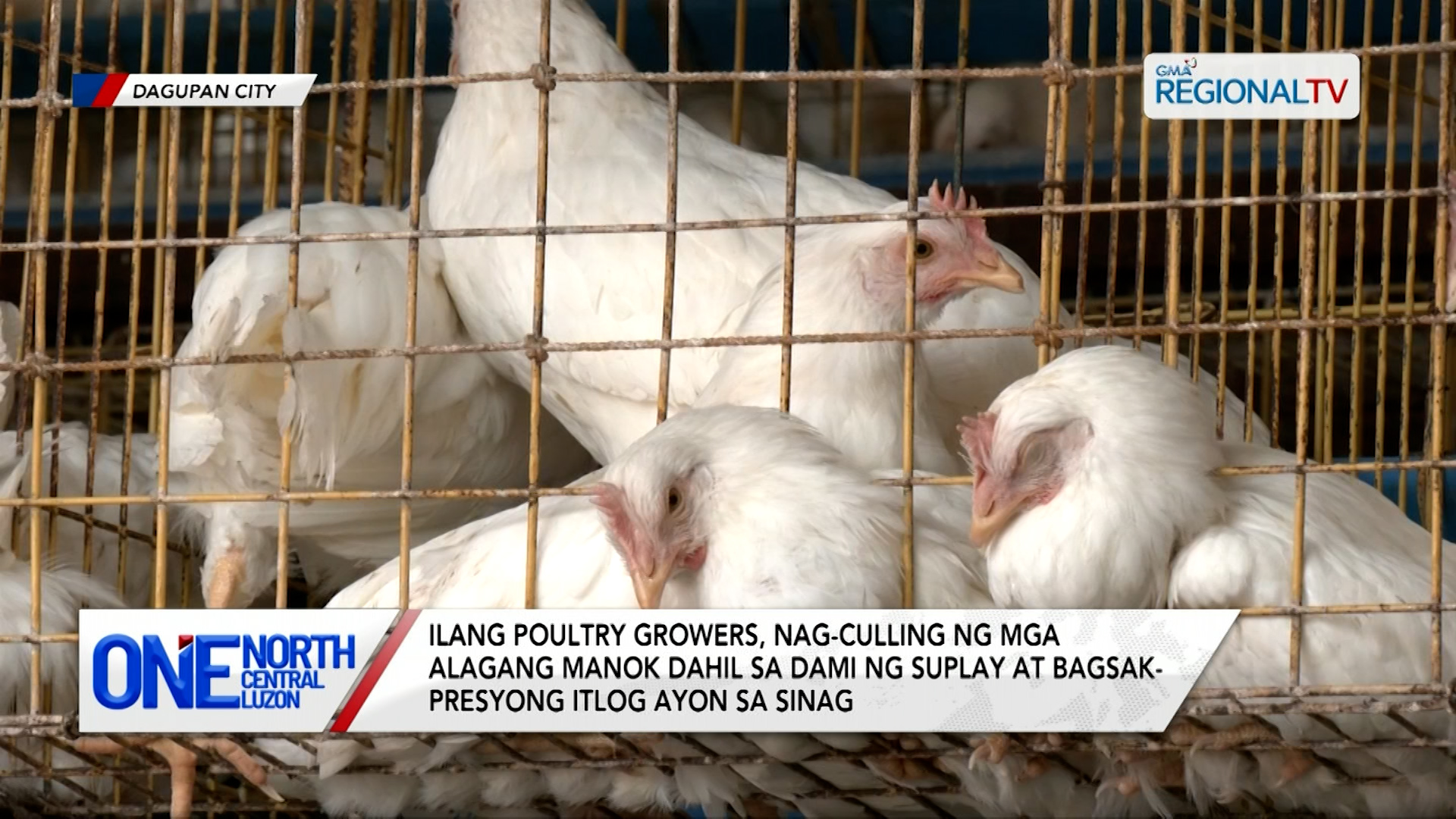 Ilang poultry growers, nag-culling ng mga alagang manok | One North Central Luzon