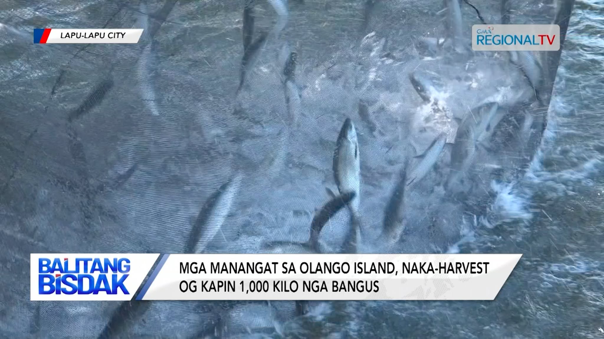 Mga Mananagat sa Mga islet sa Olango Island, Naka-harvest og mga Bangus | Balitang Bisdak