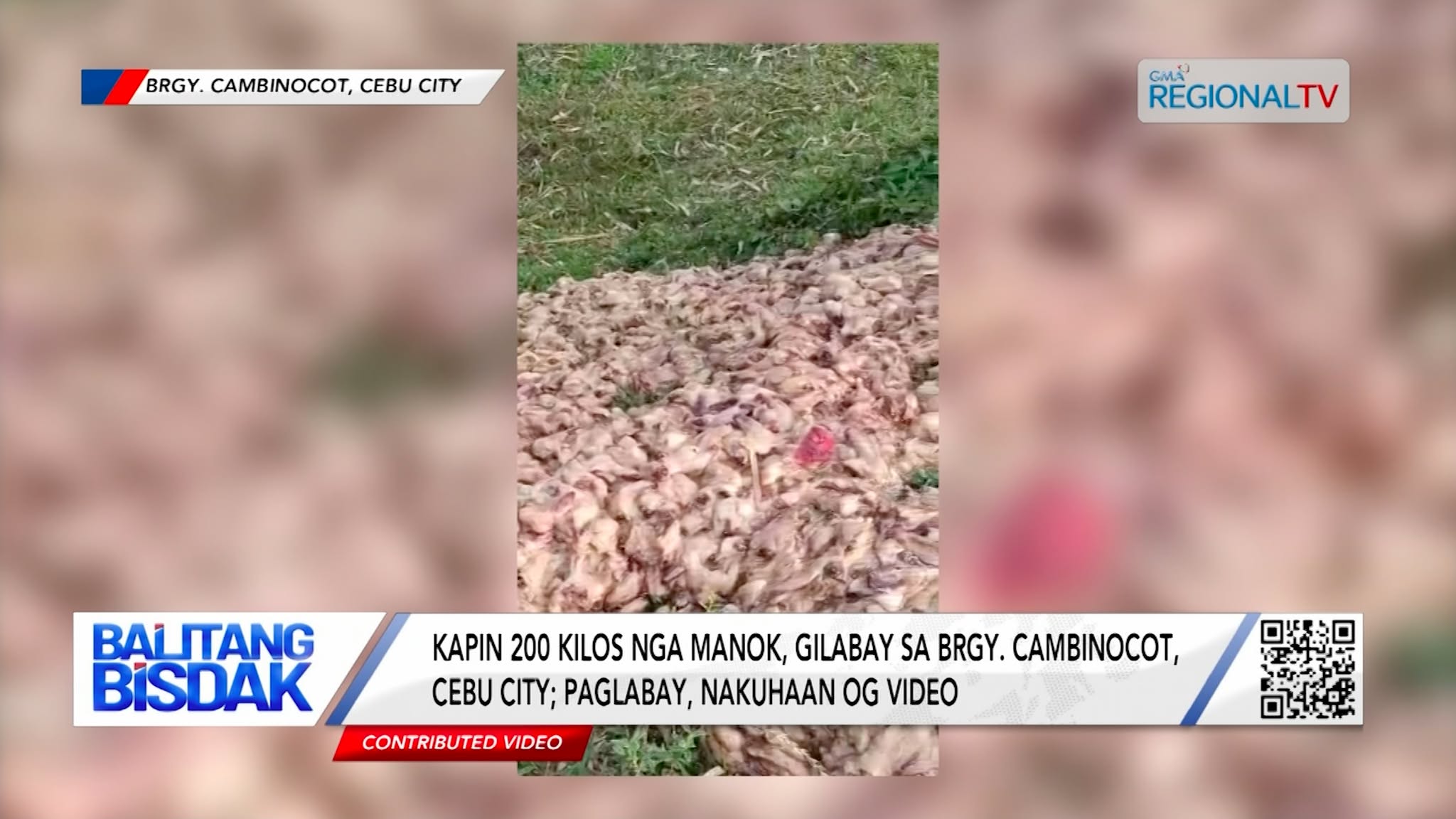 Kapin 200 Kilos nga Manok, Gilabay sa Brgy. Cambinocot, Cebu City | Balitang Bisdak