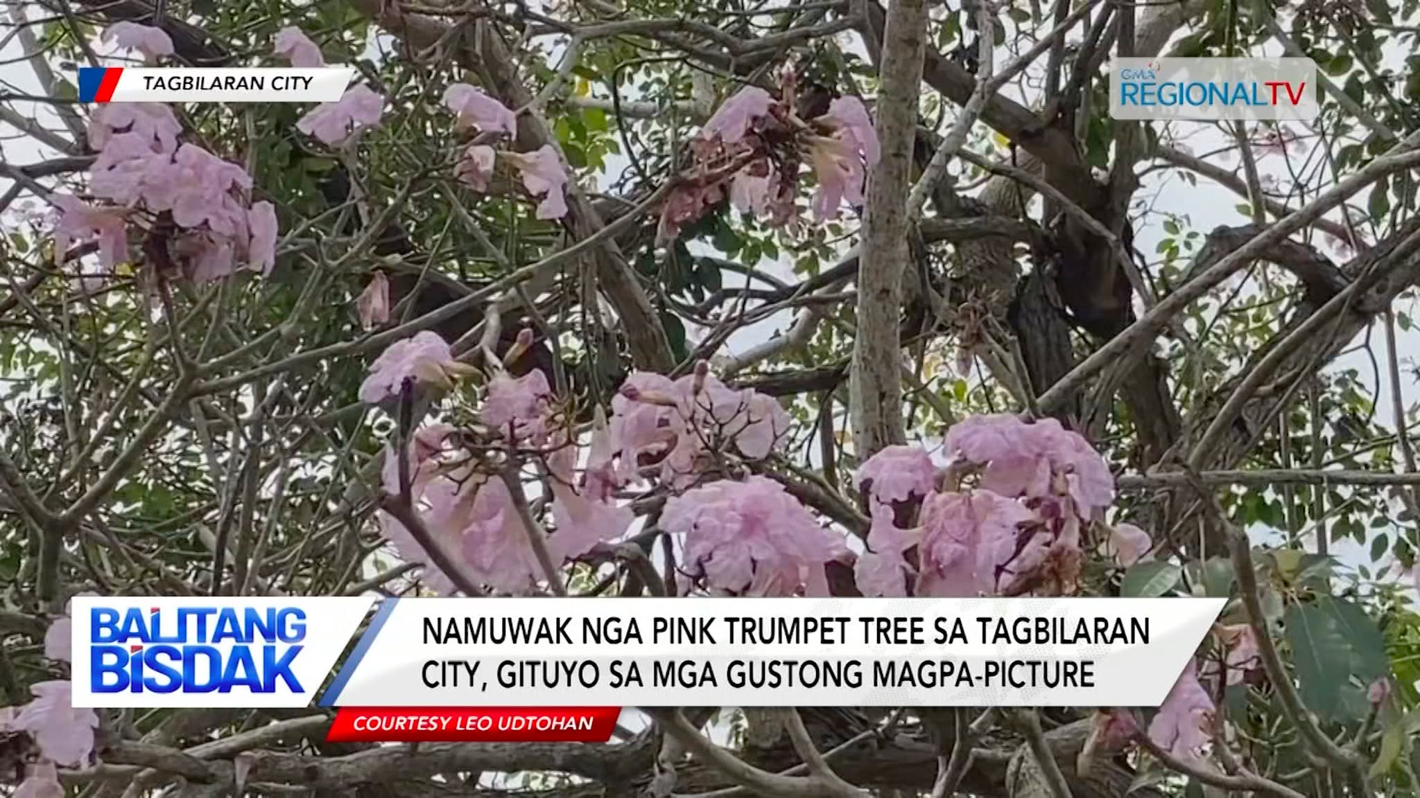 Pink Trumpet Tree sa Bohol, Gidagsa sa mga tawo | Balitang Bisdak