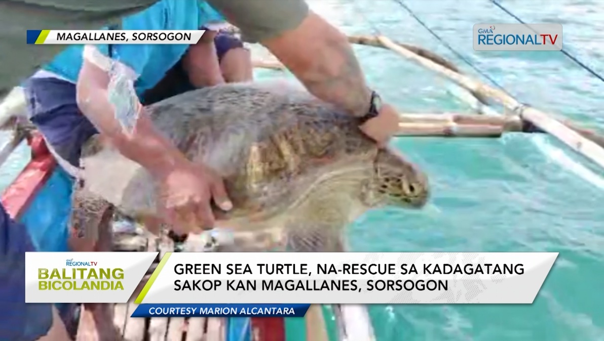 Green sea turtle, na-rescue sa kadagatang sakop kan Magallanes, Sorsogon