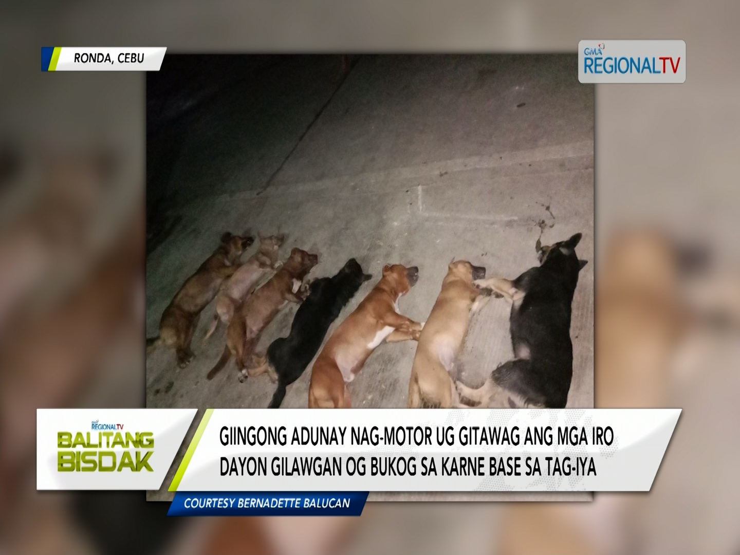 8 kanding, napalgang patay; 7 ka mga iro, gituhoang gihiloan-patay