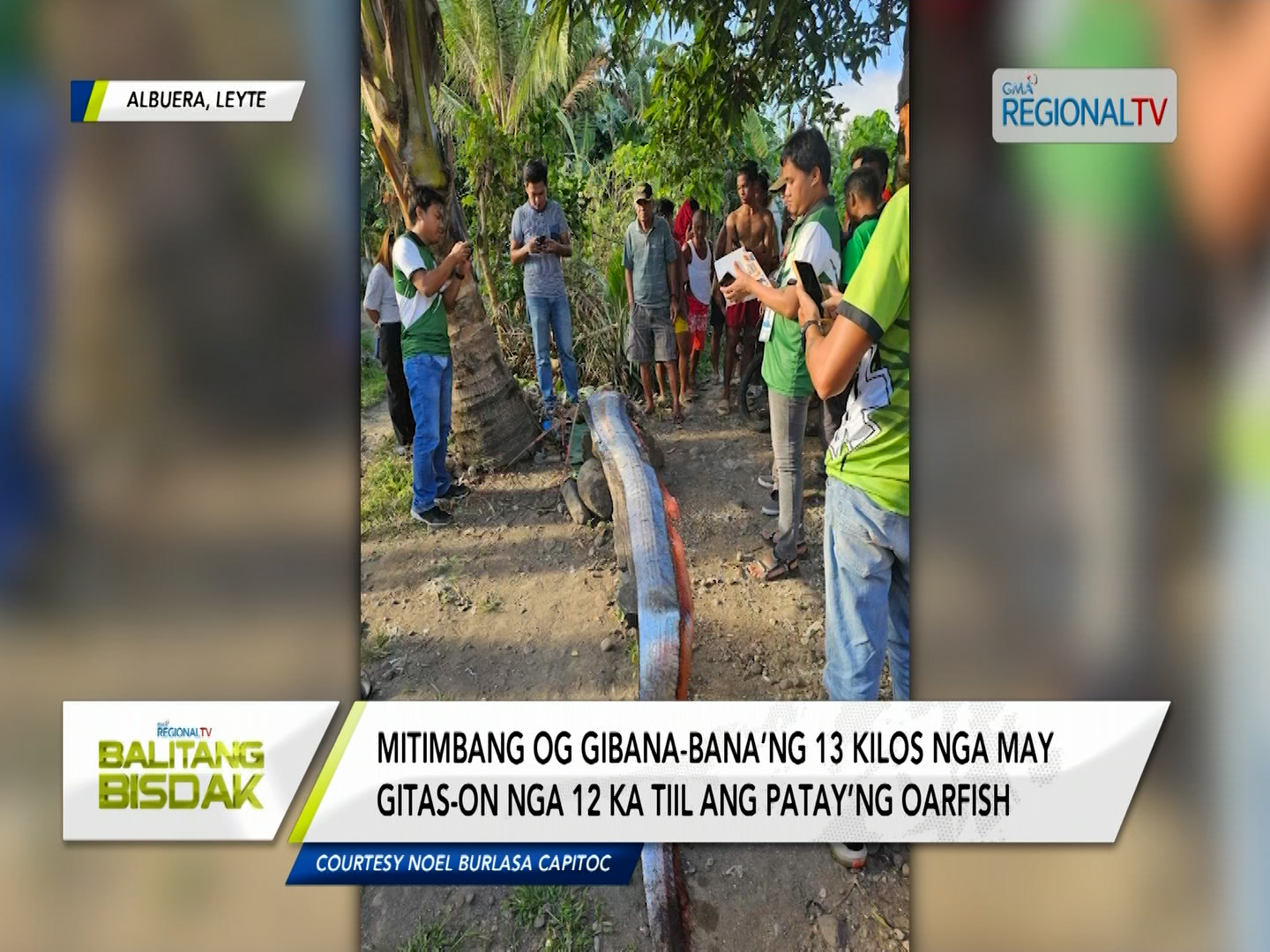 Patay’ng oarfish, napadpad sa baybayon sa Albuera, Leyte