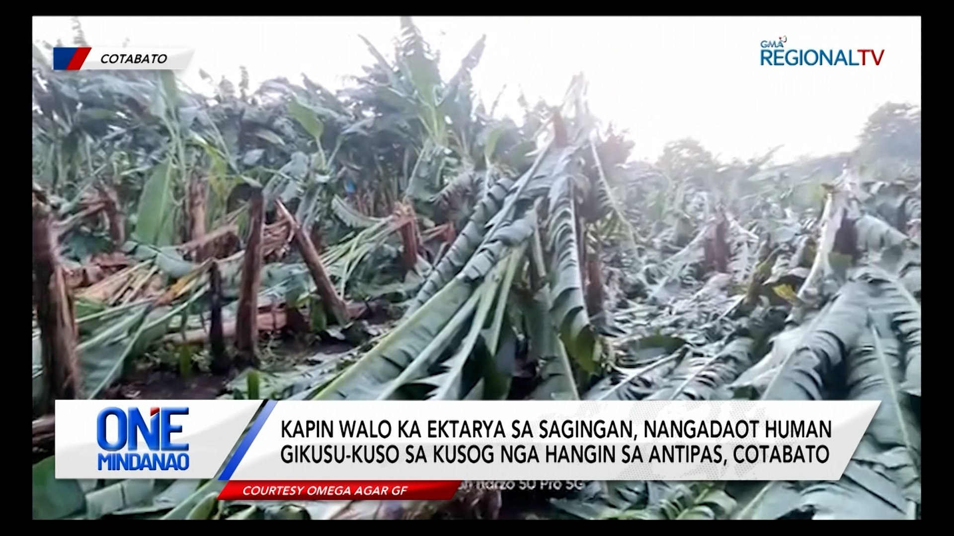 Walo ka ektaryang sagingan, nangadaot kay gikusu-kuso sa kusog nga hangin sa Cotabato