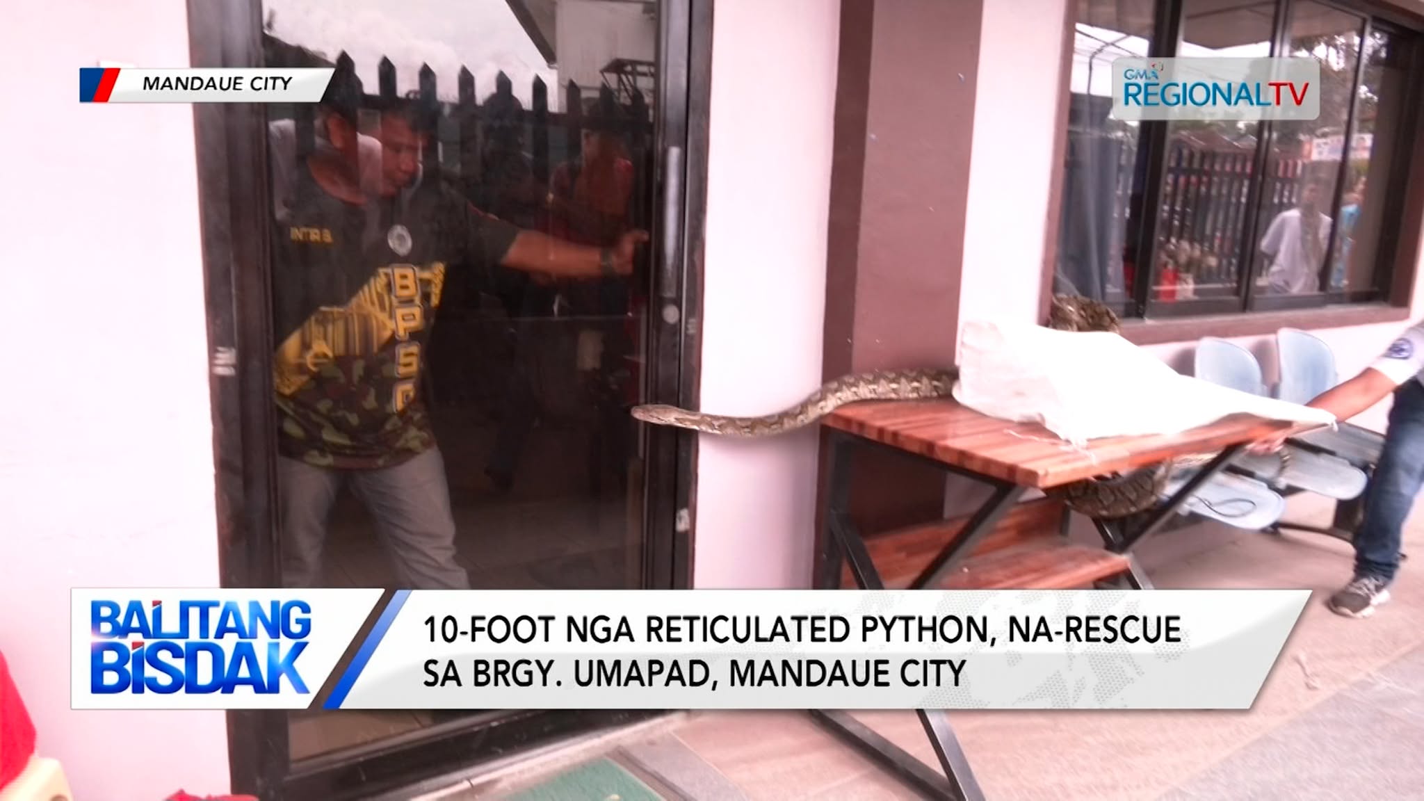 10-foot nga reticulated python, na-rescue sa Brgy. Umapad, Mandaue City