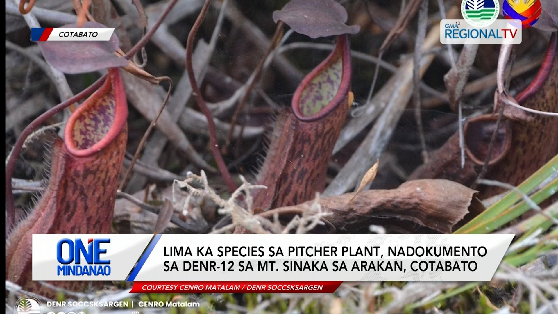 5 species sa pitcher plant, nadokumento sa DENR-12