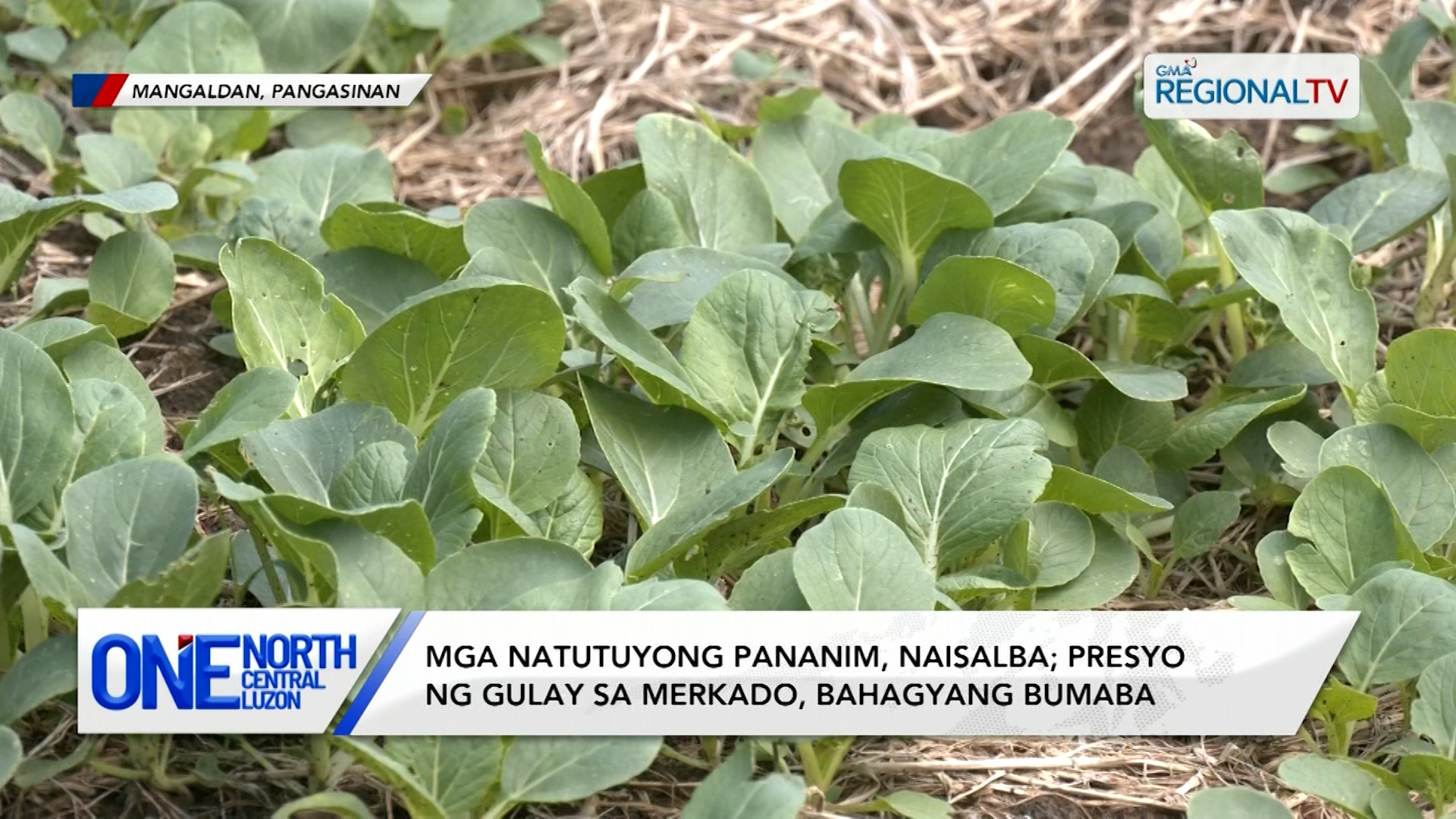 Mga natutuyong pananim, naisalba dahil sa pag-uulan