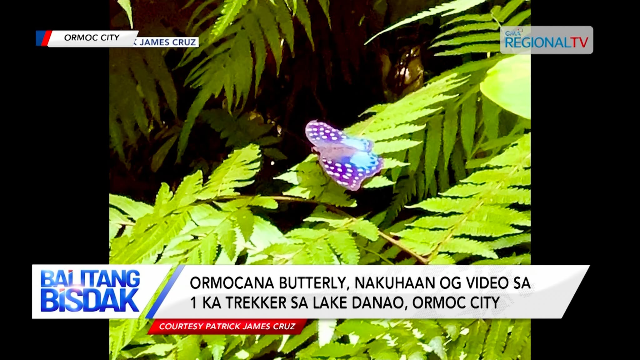 Ormocana butterly, nakuhaan og video sa 1 ka trekker sa Lake Danao, Ormoc City