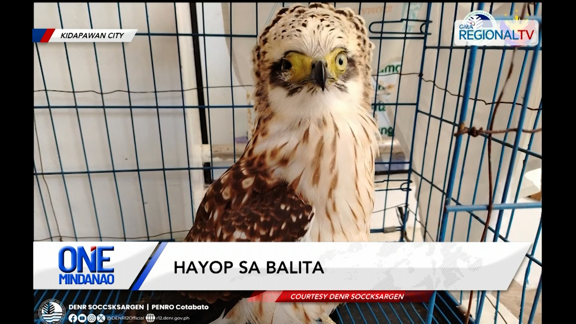Serpent eagle, gi-rescue human giatake matod pa og uwak sa Kidapawan City