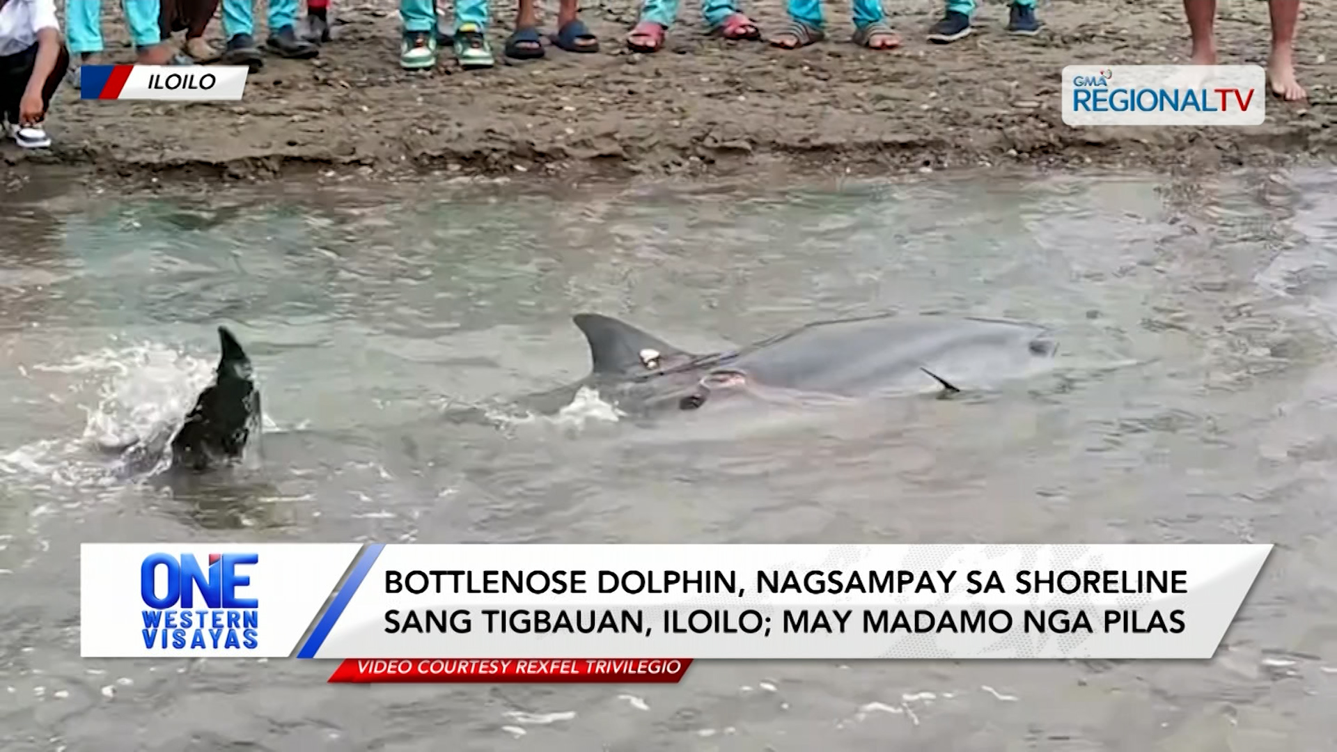 Bottlenose dolphin, nagsampay sa shoreline sang Tigbauan, Iloilo