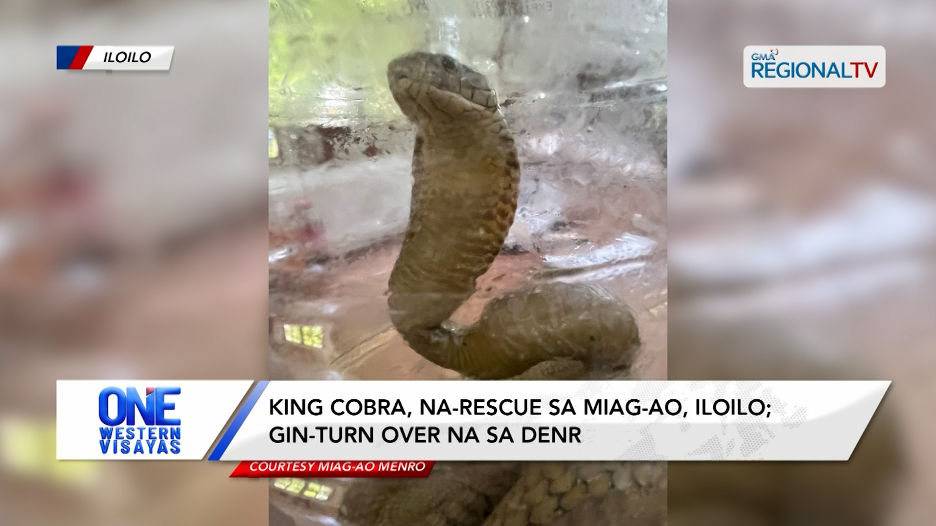 King cobra, na-rescue sa Miag-ao, Iloilo; gin-turn over na sa DENR