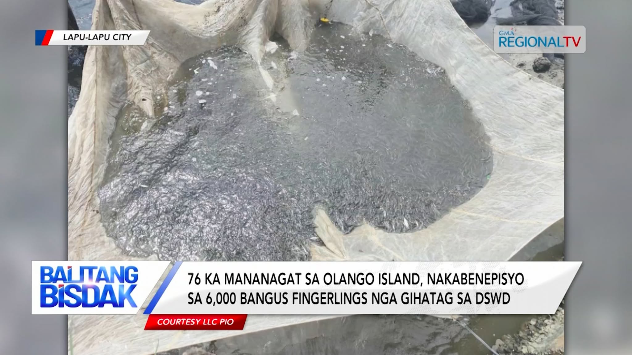 76 ka mananagat sa Olango Island, nakabenepisyo sa 6,000 bangus fingerlings | Balitang Bisdak