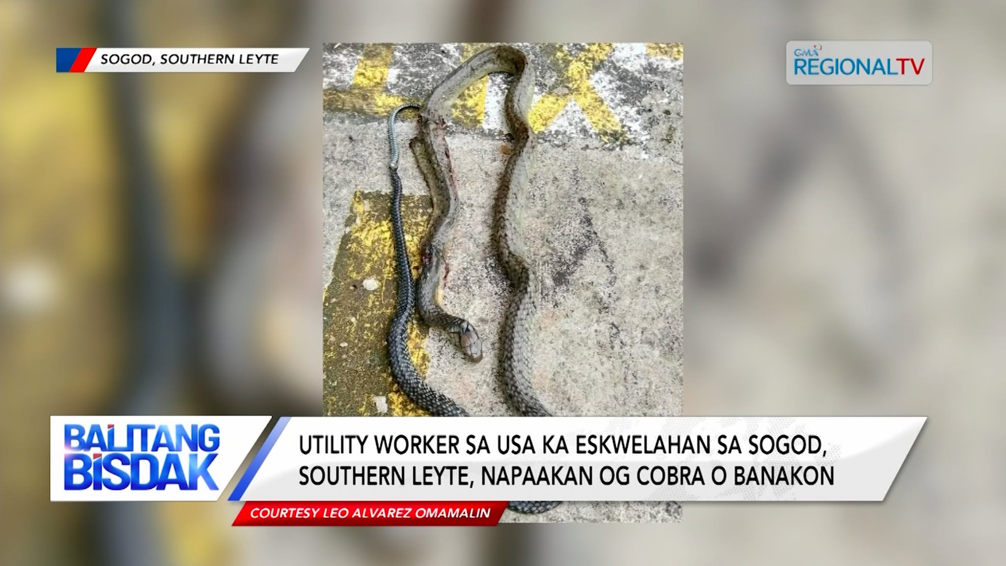 Lalaki, Napaakan og Cobra sa Sogod, Southern Leyte | Balitang Bisdak