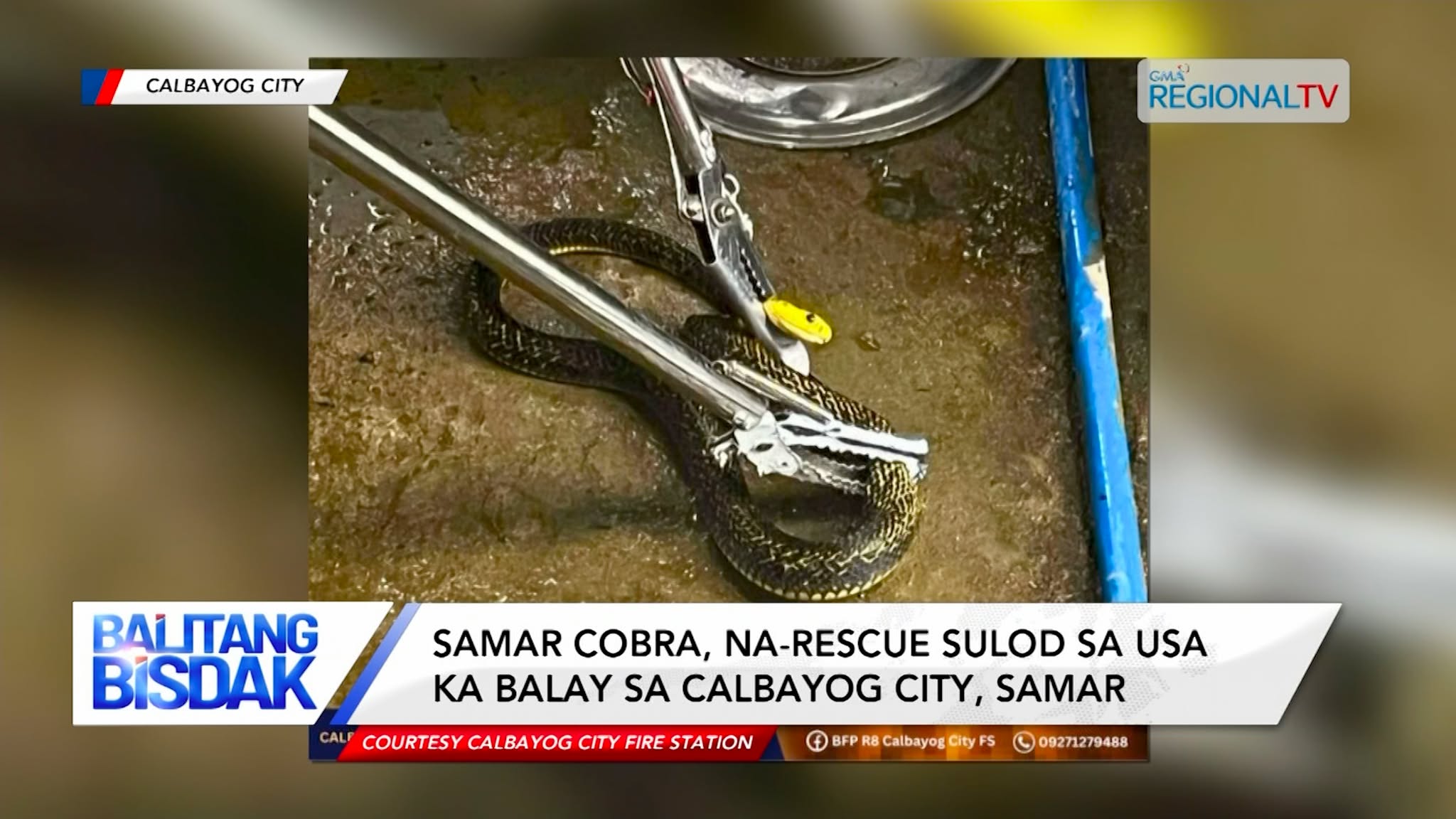 Samar Cobra, na-rescue Sulod sa usa ka Balay sa Samar | Balitang Bisdak