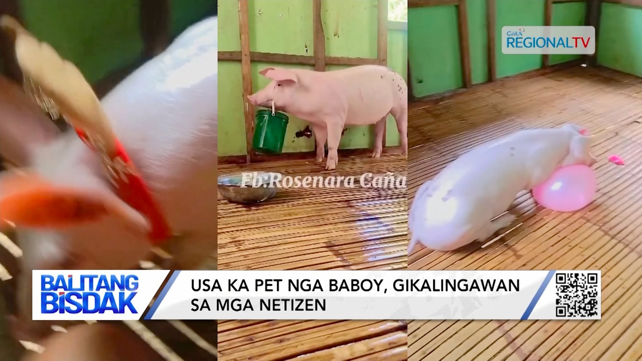 Usa ka Pet nga Baboy, Gikalingawan sa mga Netizen | Balitang Bisdak