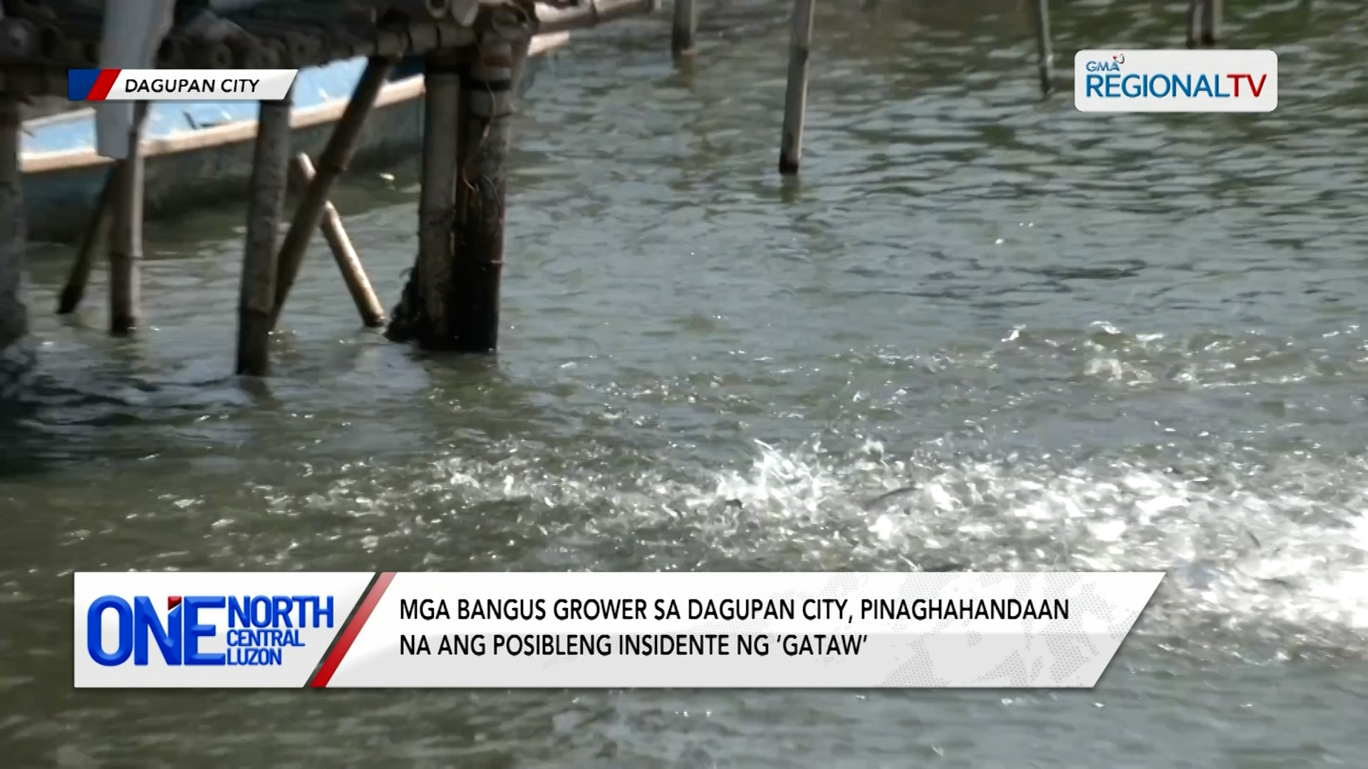 Mga bangus grower, pinaghahandaan na ang posibleng insidente ng ‘gataw’ | One North Central Luzon