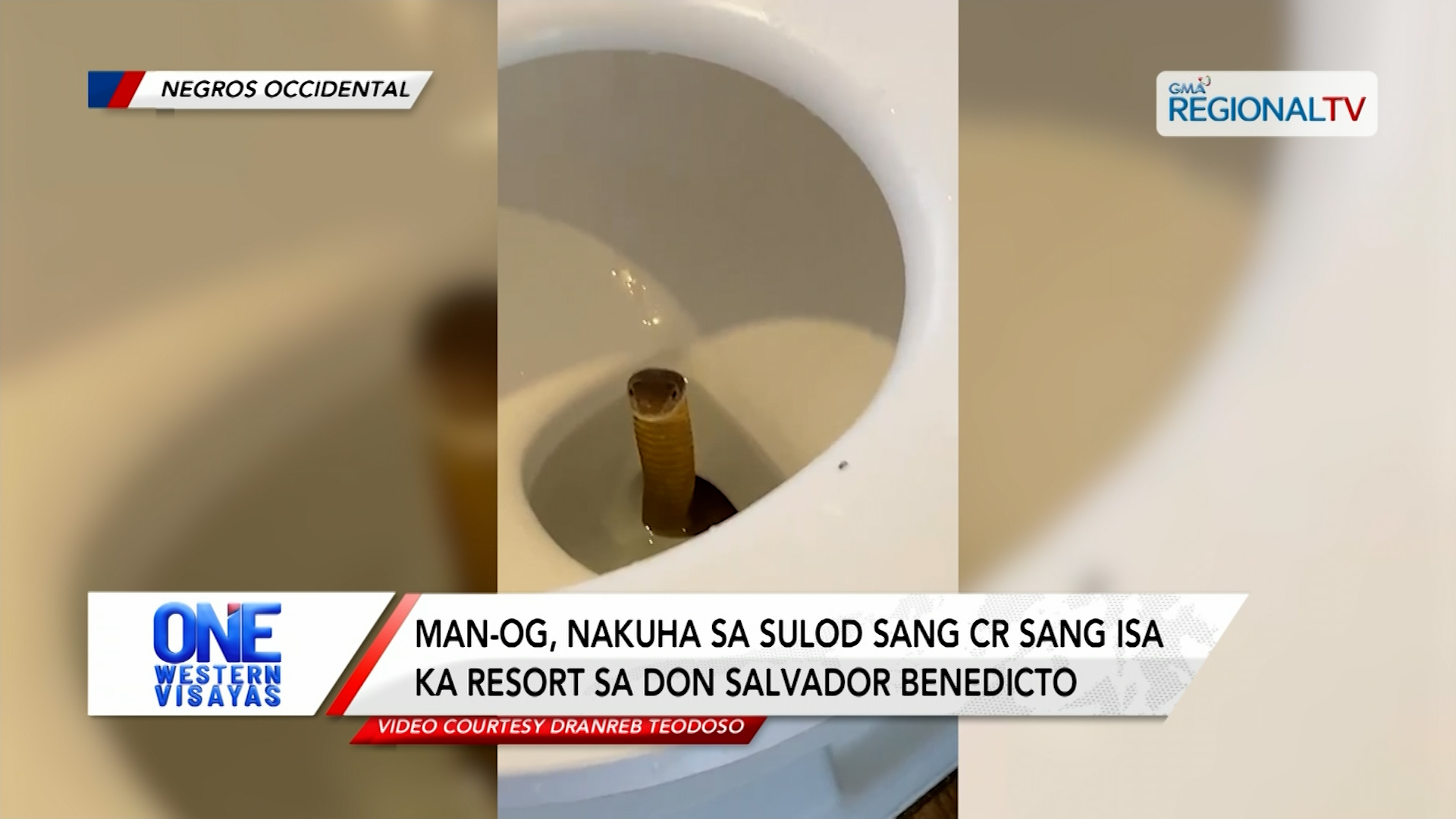 Man-og, nakuha sa sulod sang CR sang isa ka resort sa Don Salvador Benedicto | One Western Visayas