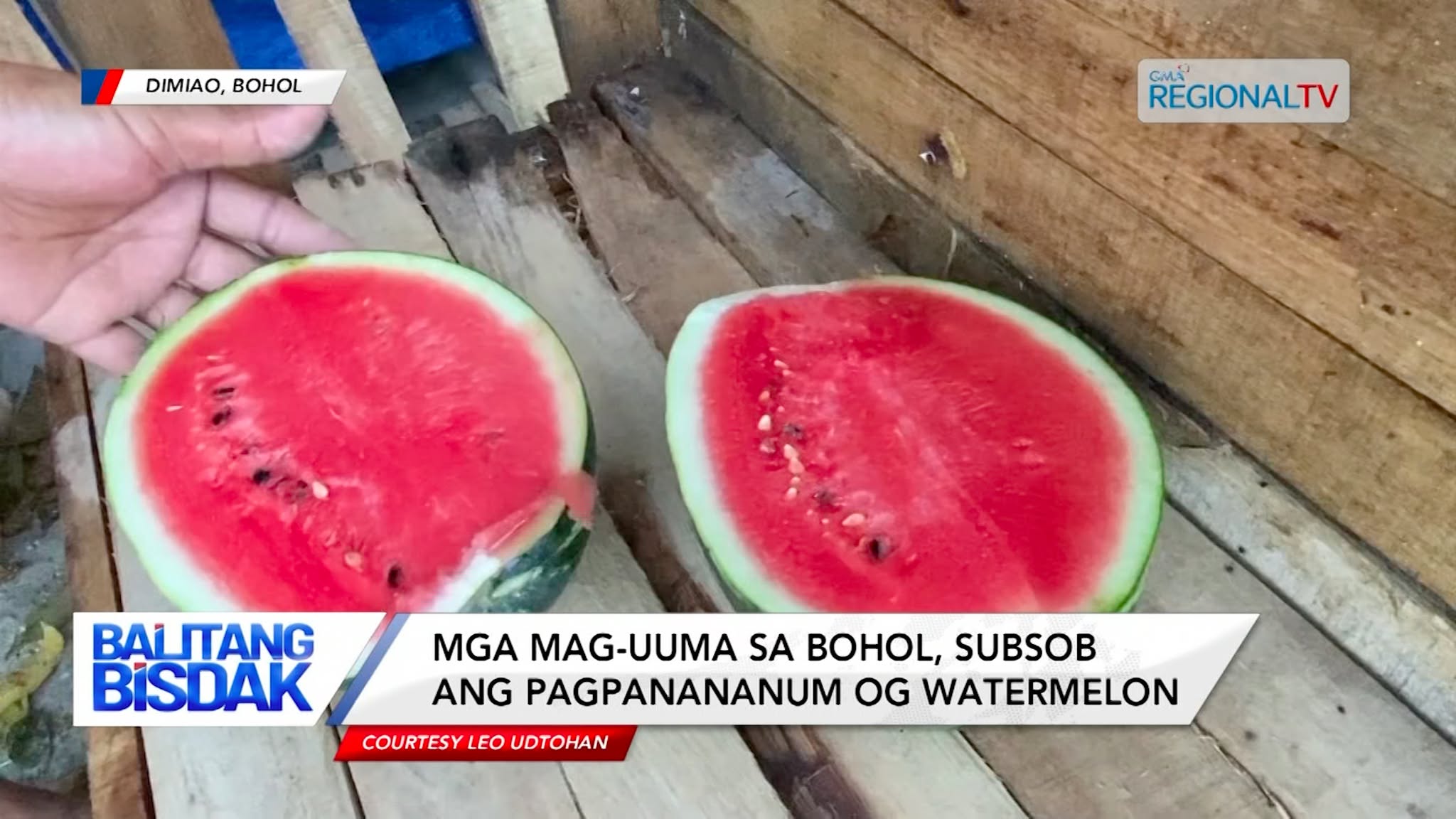 Mga Mag-uuma sa Bohol, Subsob ang Pagpananum og Watermelon | Balitang Bisdak