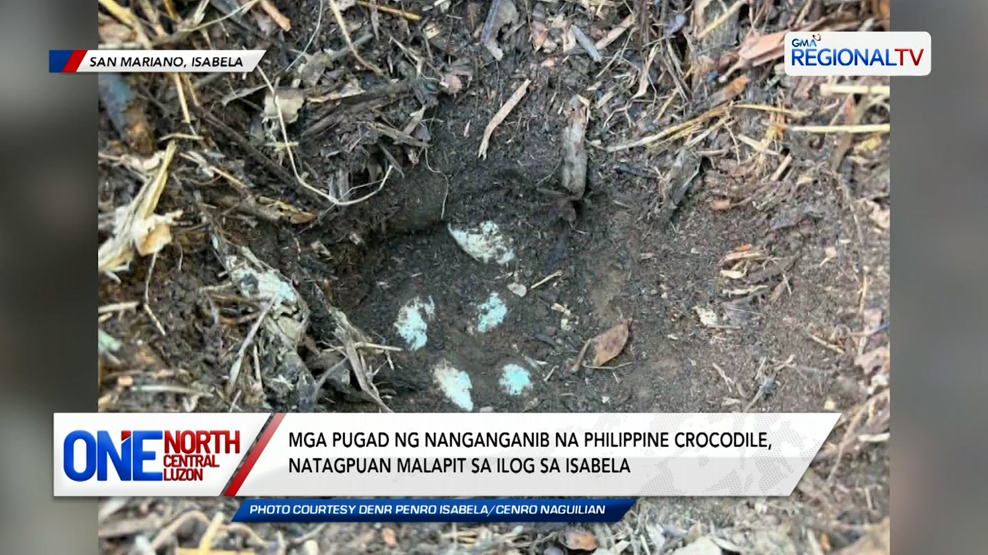 Mga pugad ng Philippine crocodile, natagpuan malapit sa ilog sa Isabela | One North Central Luzon