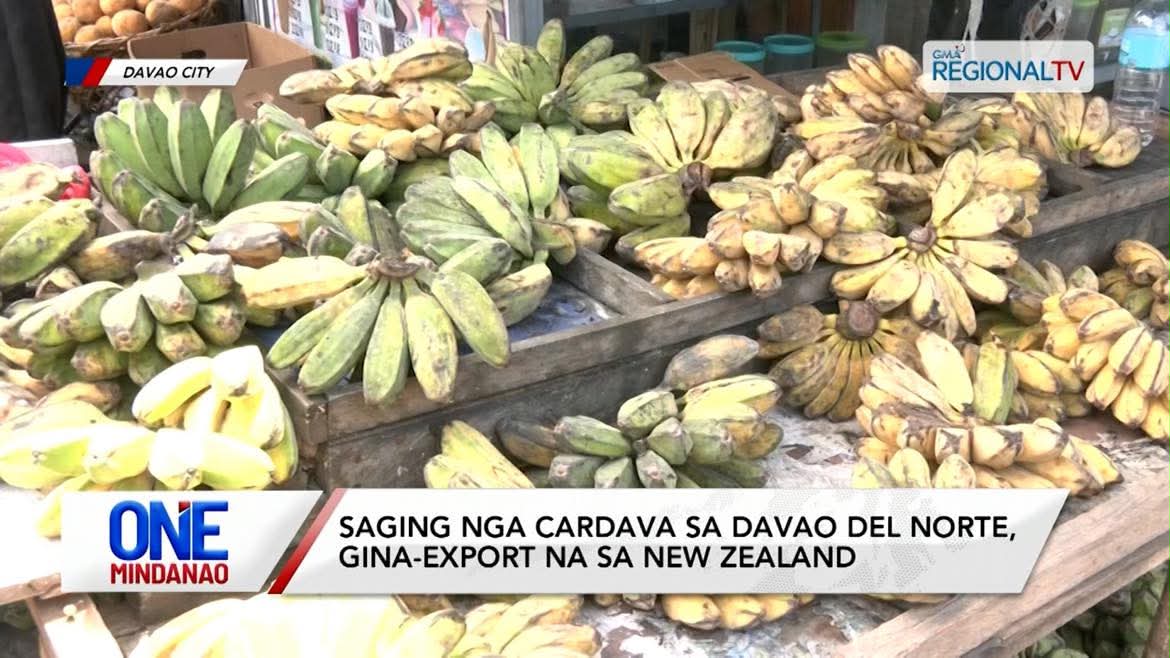 Saging nga Cardava sa Davao del Norte, gina-export I One Mindanao