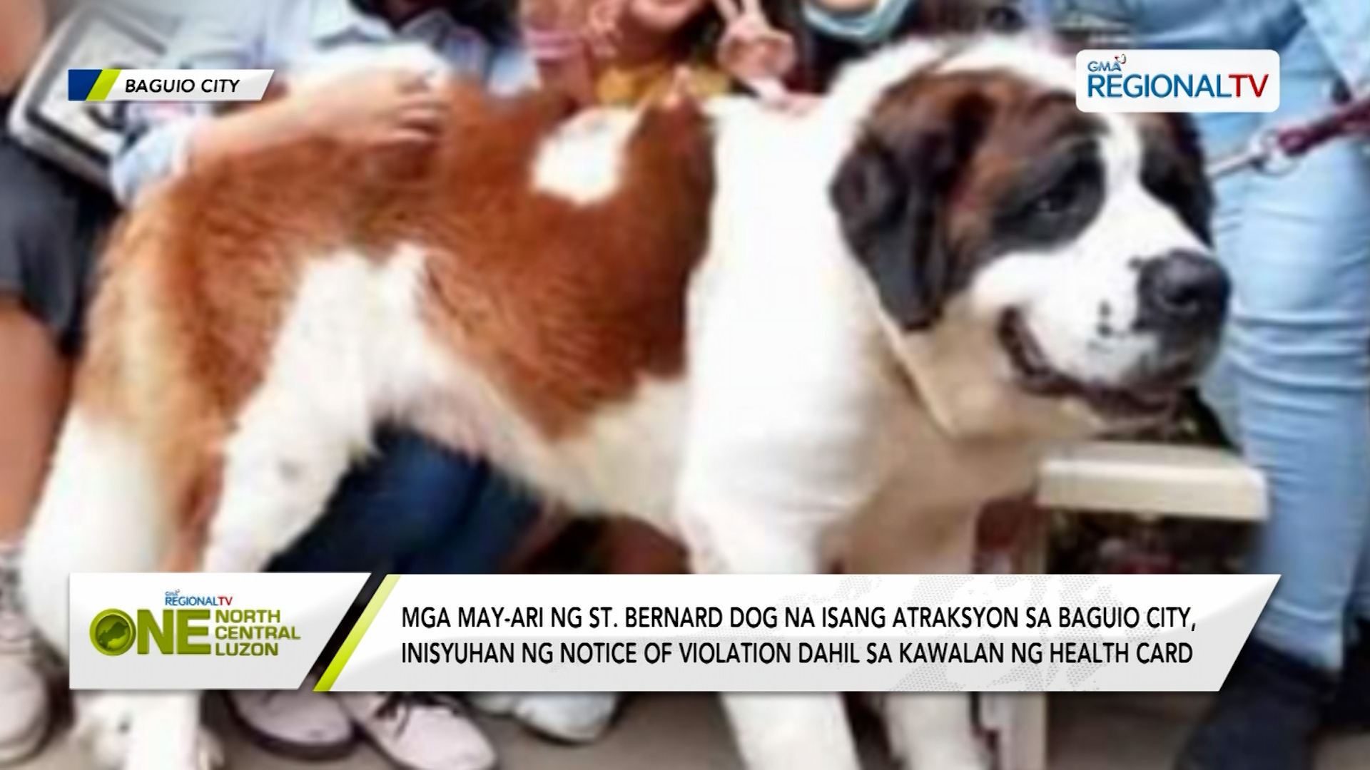 Mga may-ari ng St. Bernard dog sa Baguio, inisyuhan ng notice of violation
