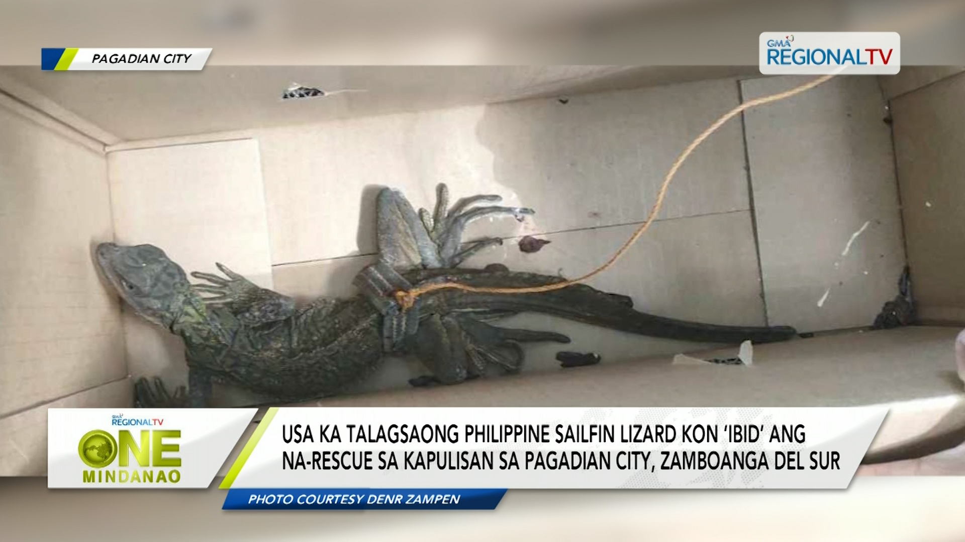 Hayop sa Balita