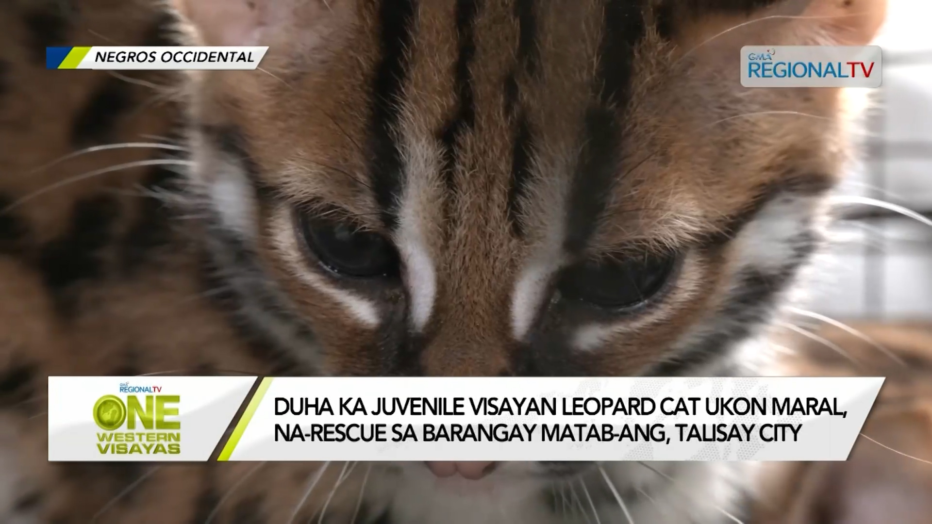 Duha ka juvenile Visayan Leopard Cat ukon Maral, na-rescue sa Talisay City