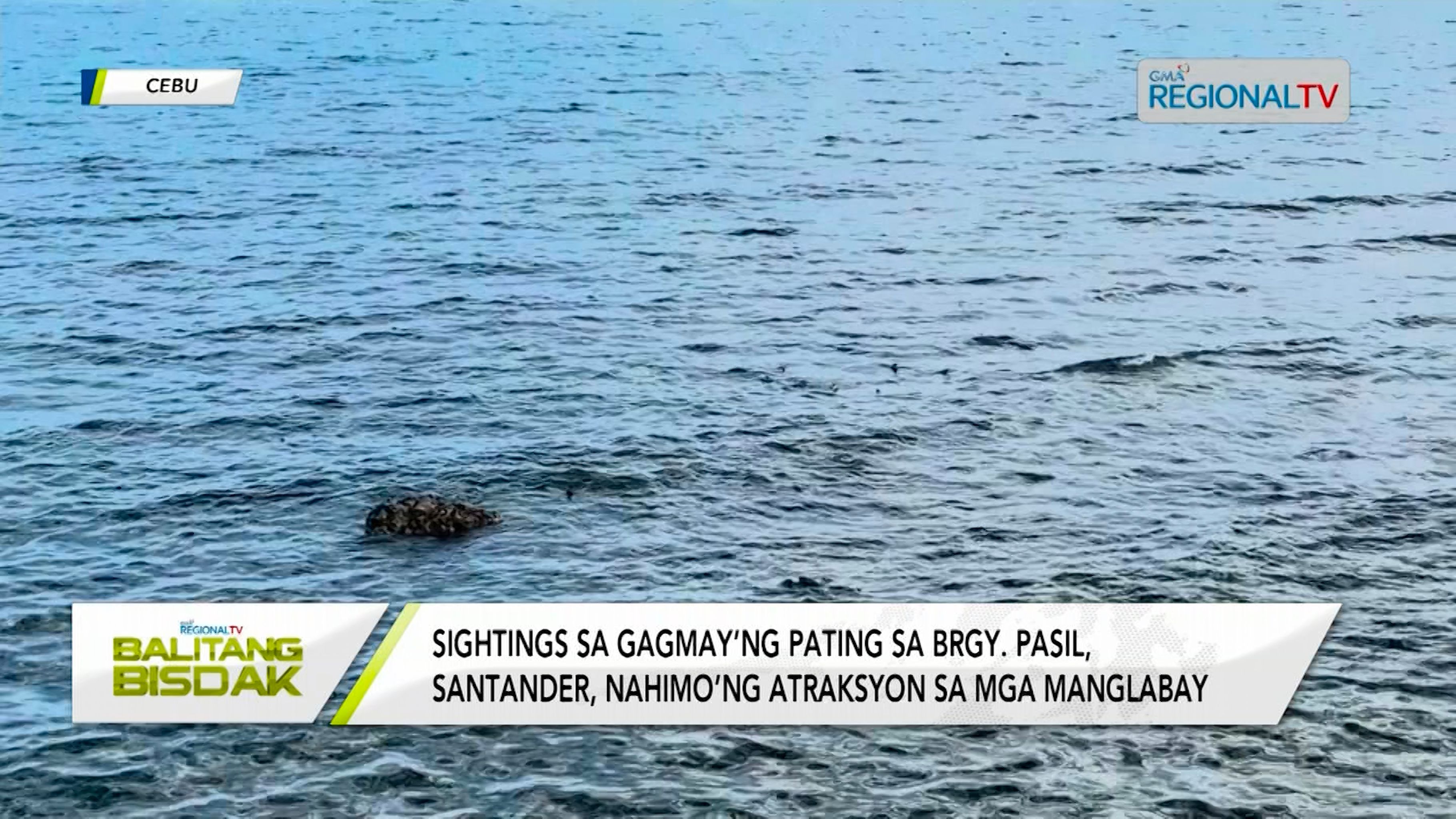 Baby sharks sighting sa Santander, gihimong atraksyon