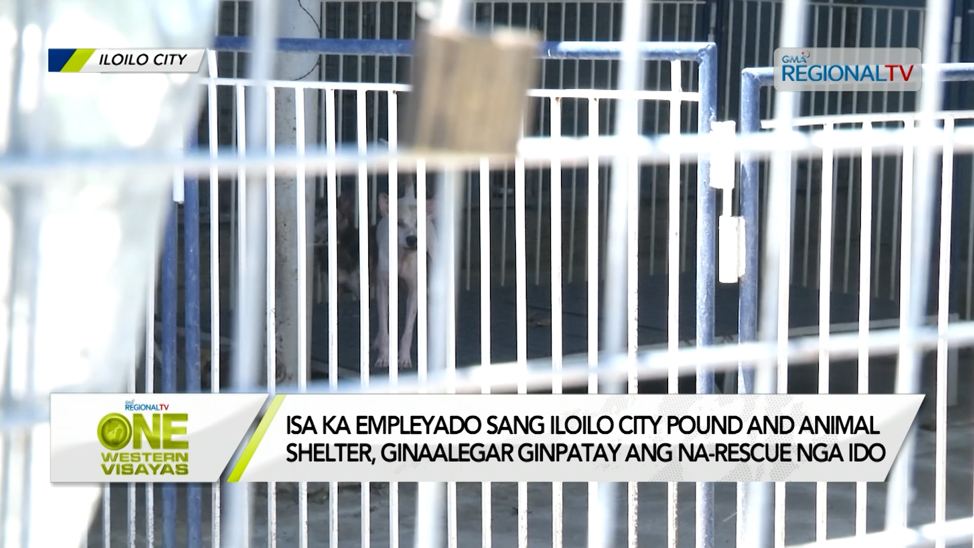 Na-rescue nga ido ginaalegar ginpatay sa Iloilo City pound and animal shelter?