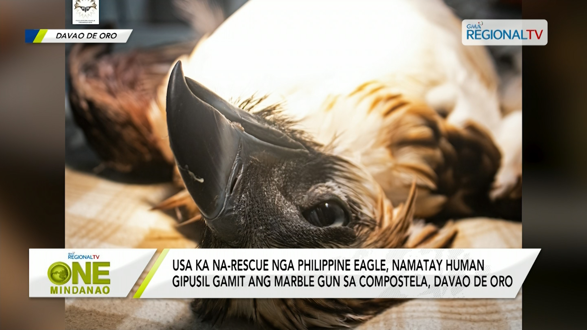 Usa ka na-rescue nga Philippine Eagle, namatay human gipusil gamit ang marble gun