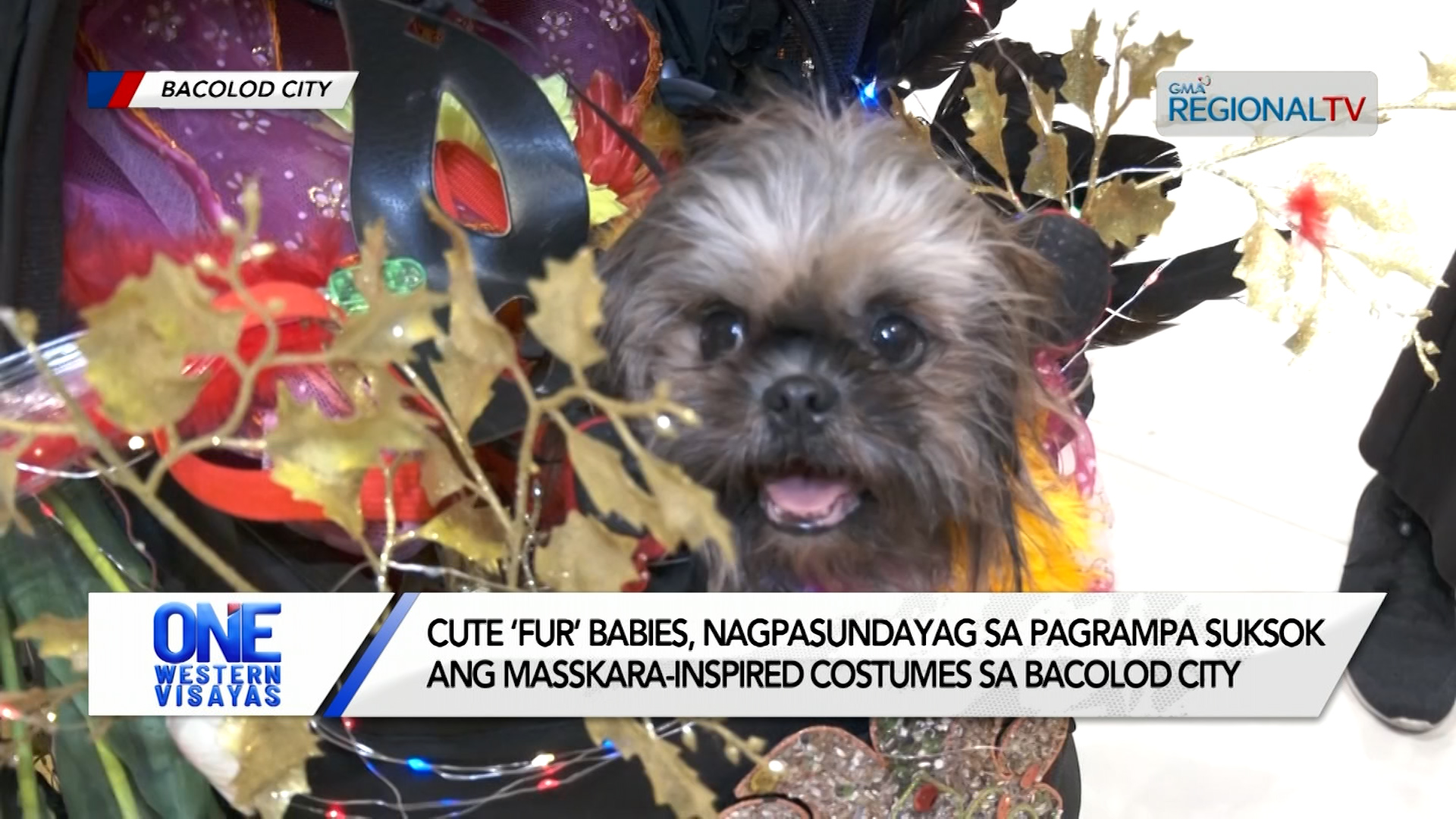 ‘Fur’ babies nagrampa suksok ang masskara-inspired costumes sa Bacolod City