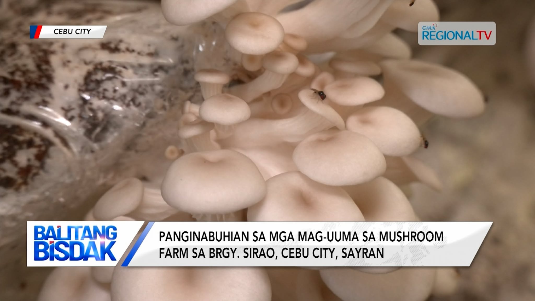 Uhong, Panginabuhian sa Pipila ka mga Mag-uuma sa Bukirang Barangay sa Cebu City