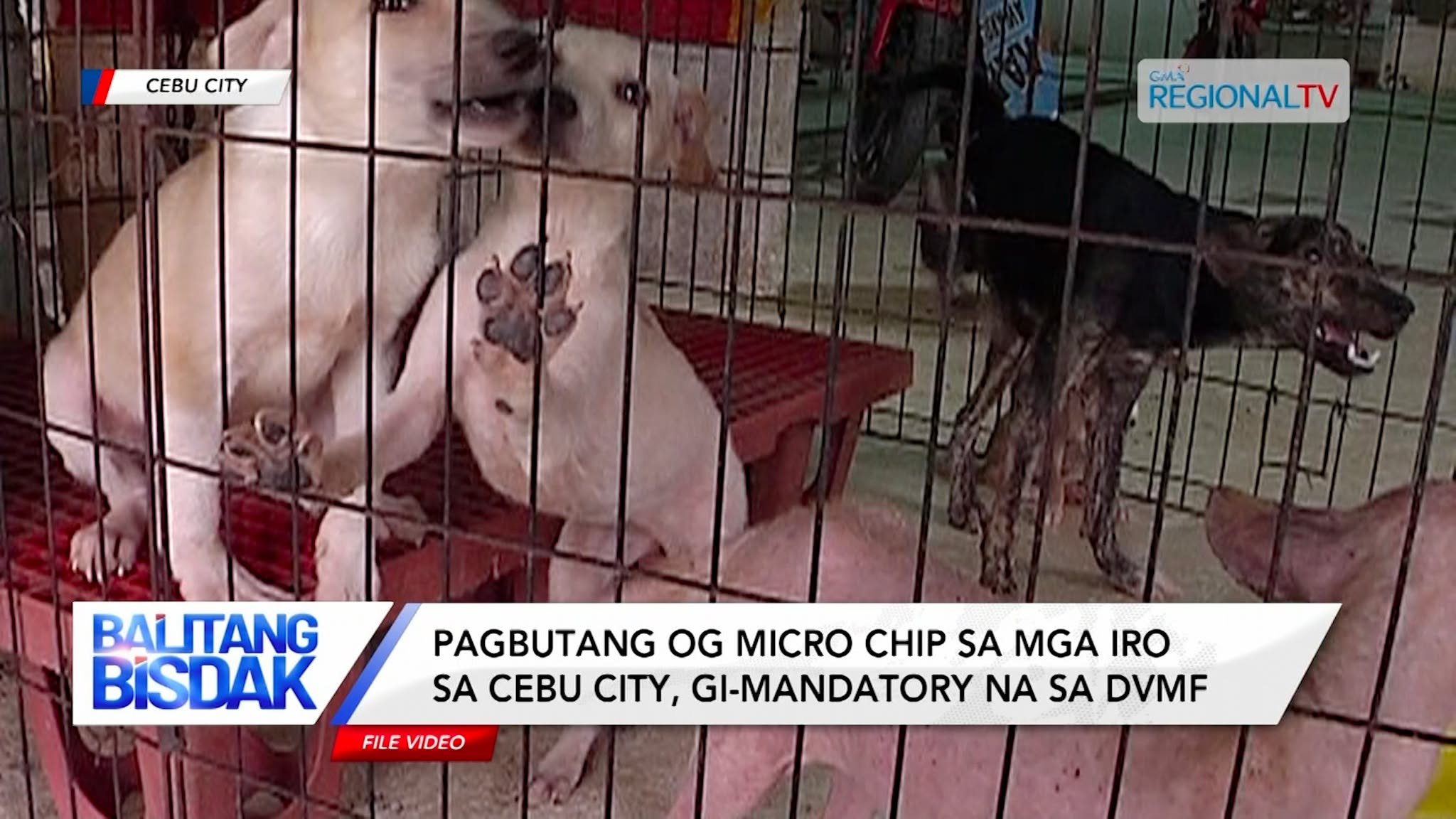 Pagbutang og microchip sa mga iro sa Cebu City, gi-mandatory na sa DVMF