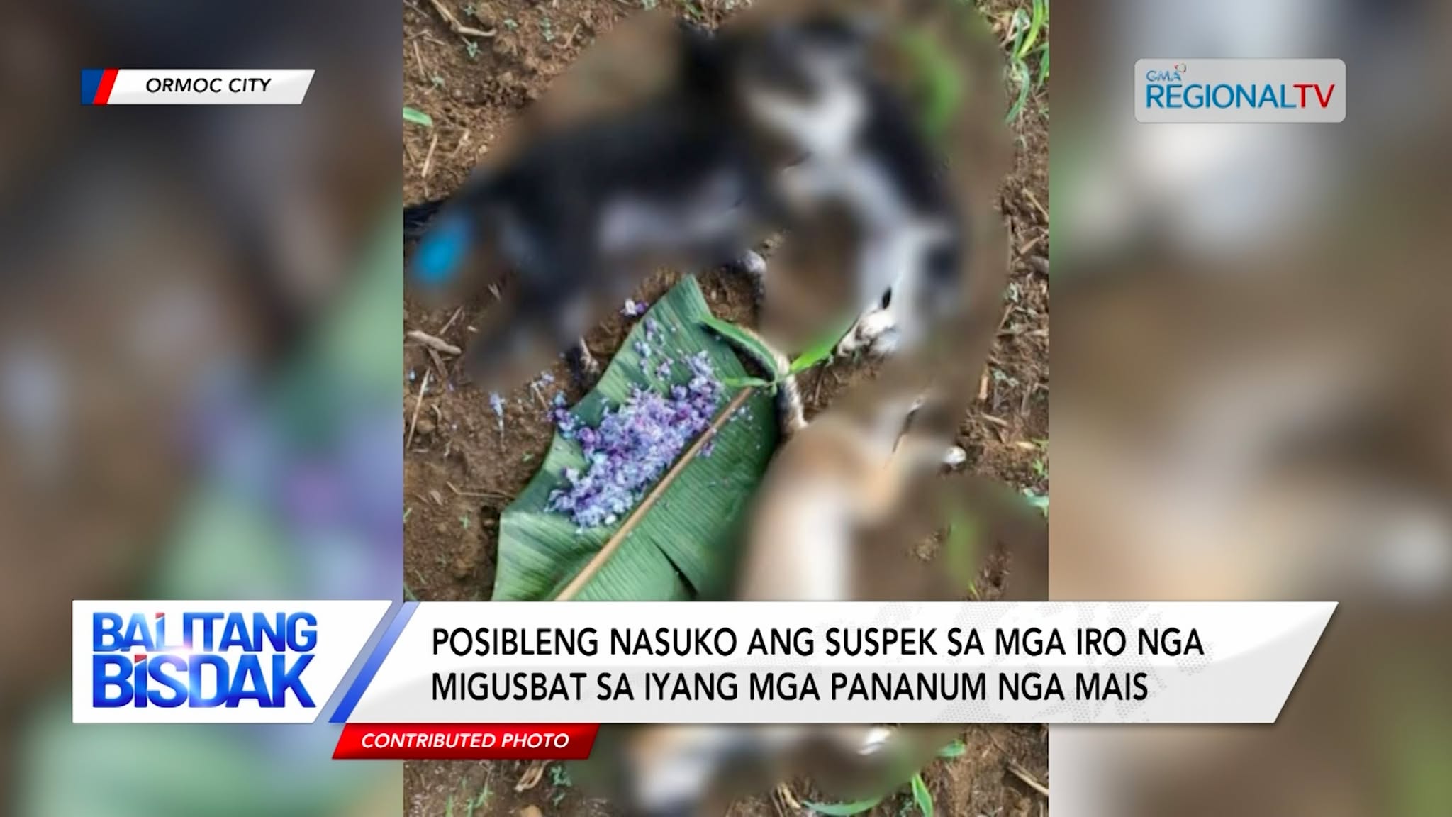 Napalgang wala na’y kinabuhi ang 10 ka iro nga gihiloan sa Ormoc City