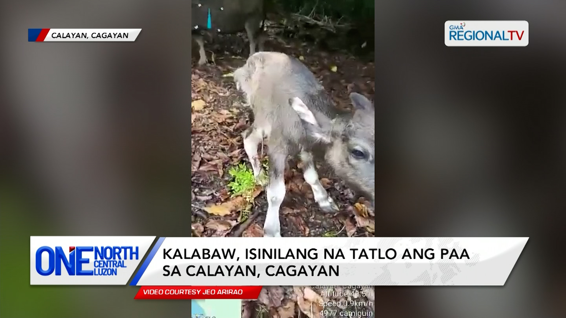 Kalabaw, isinilang na tatlo ang paa sa Calayan, Cagayan | One North Central Luzon