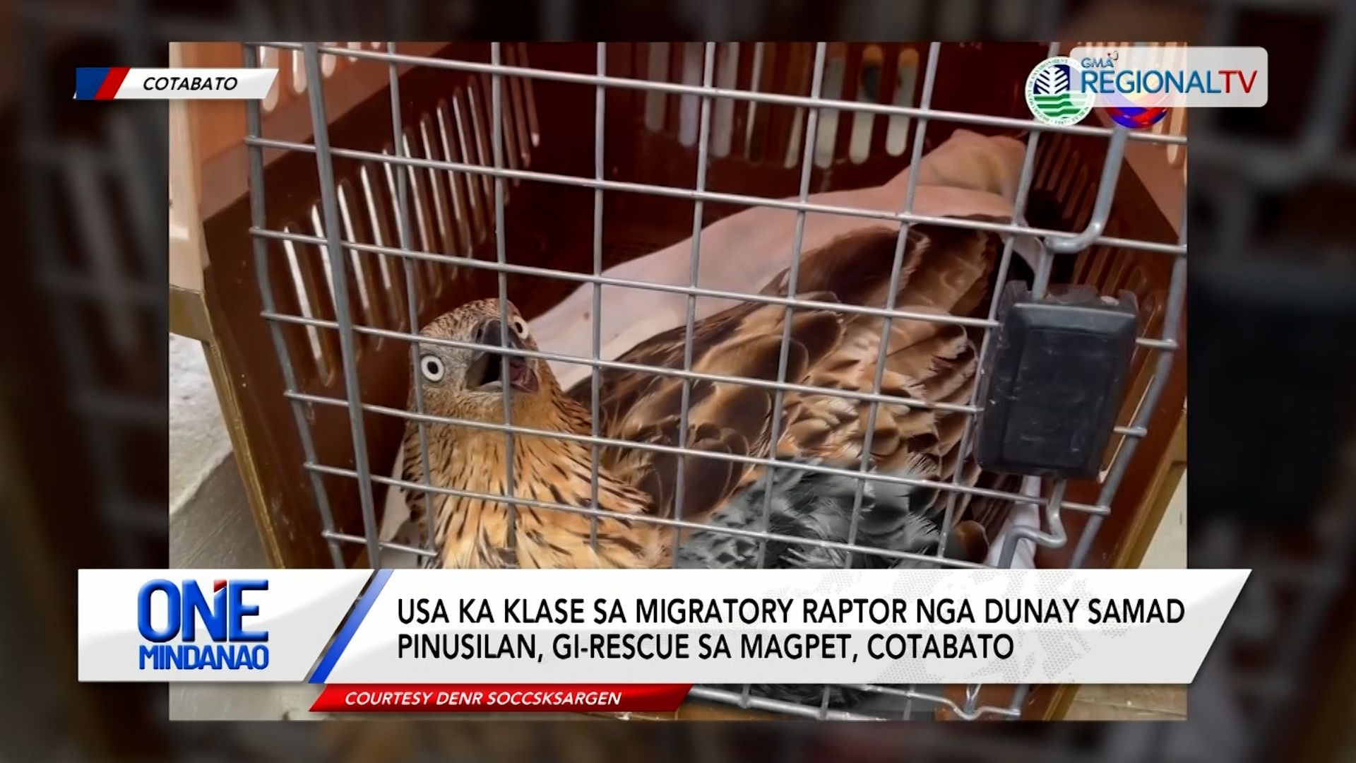 Migratory Raptor nga dunay samad pinusilan, gi-rescue sa Magpet, Cotabato | One Mindanao