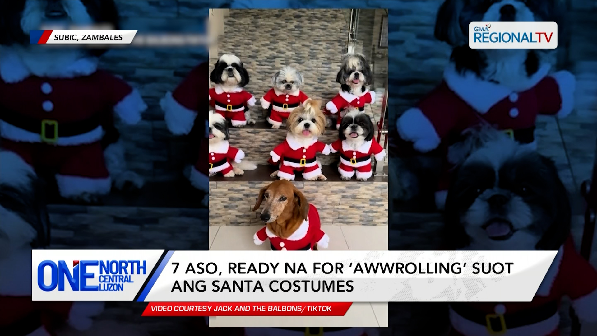 7 aso, ready na for ‘awwrolling’ suot ang santa costumes | One North Central Luzon