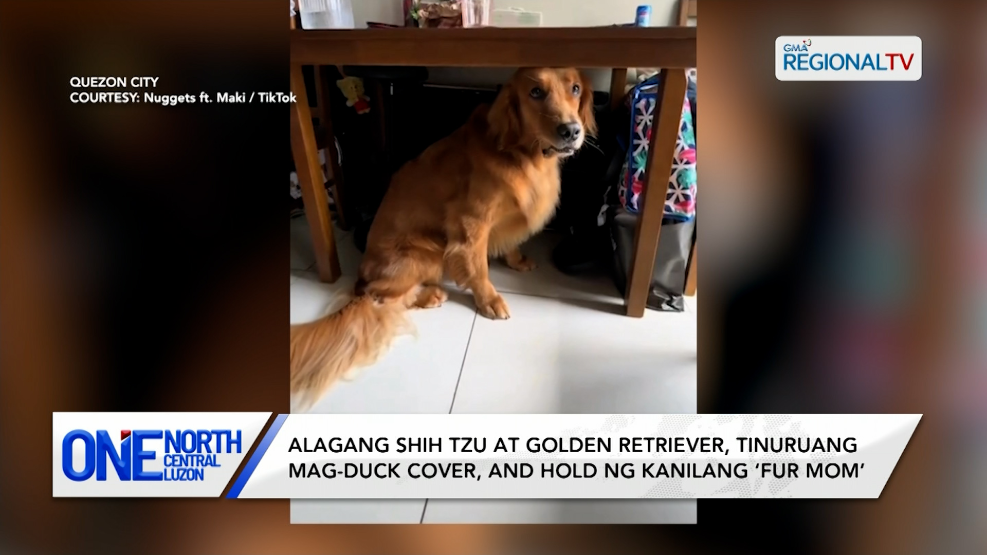 Alagang shih tzu at golden retriever, tinuruang mag-duck cover, and hold | One North Central Luzon