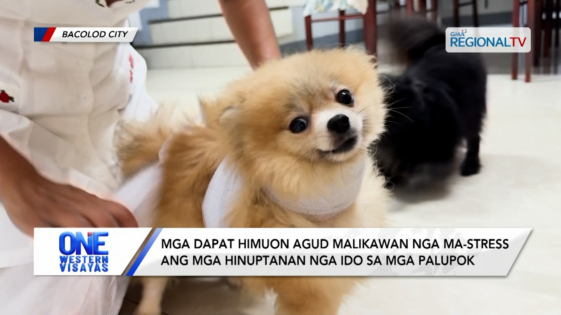 Mga dapat himuon agud malikawan nga ma-stress ang mga ido sa mga palupok | One Western Visayas