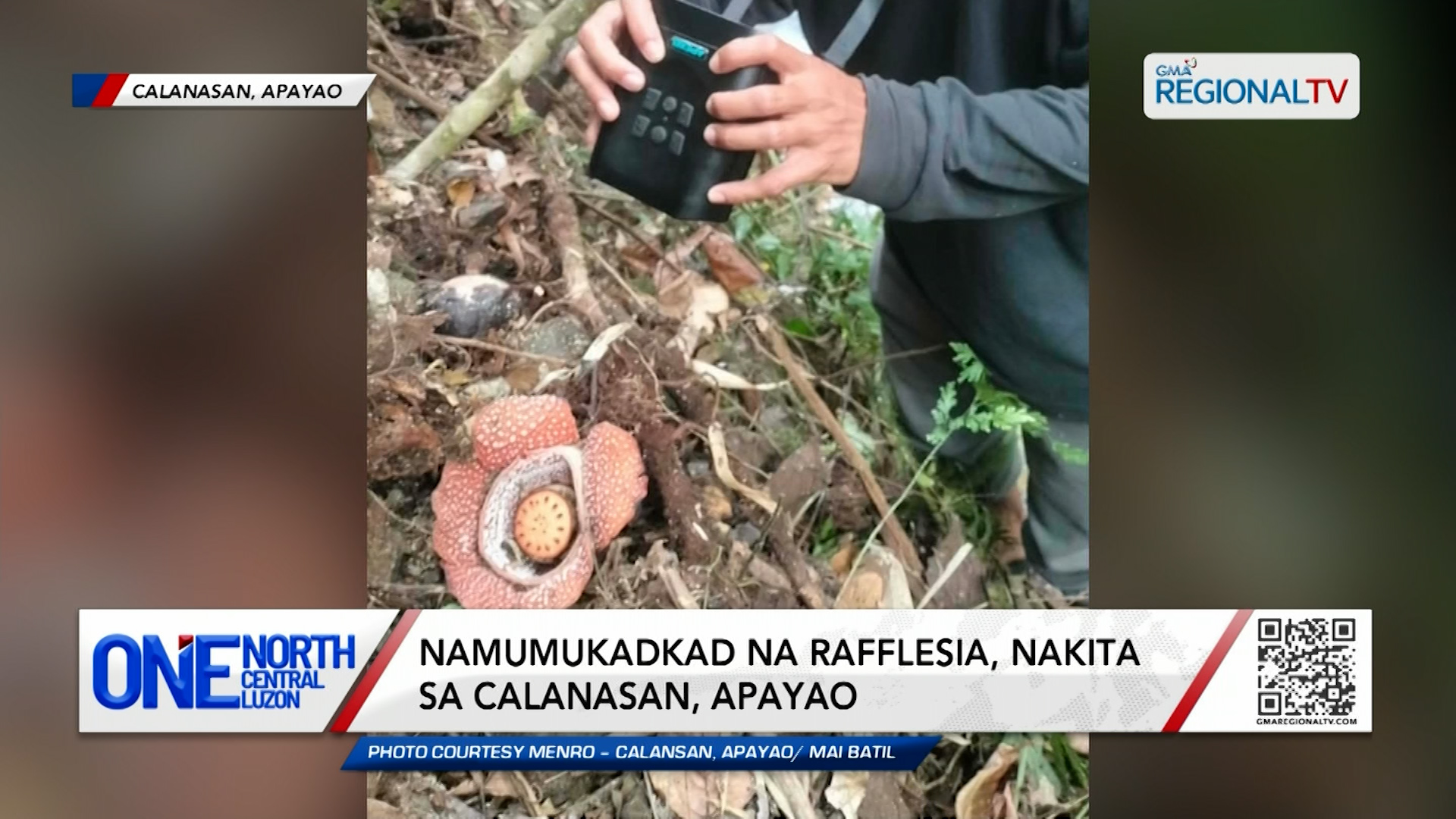 Namumukadkad na rafflesia, nakita sa Calanasan, Apayao | One North Central Luzon