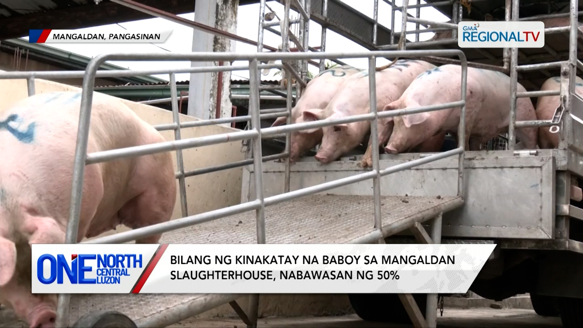 Bilang ng kinakatay na baboy sa Mangaldan Slaughterhouse, nabawasan | One North Central Luzon