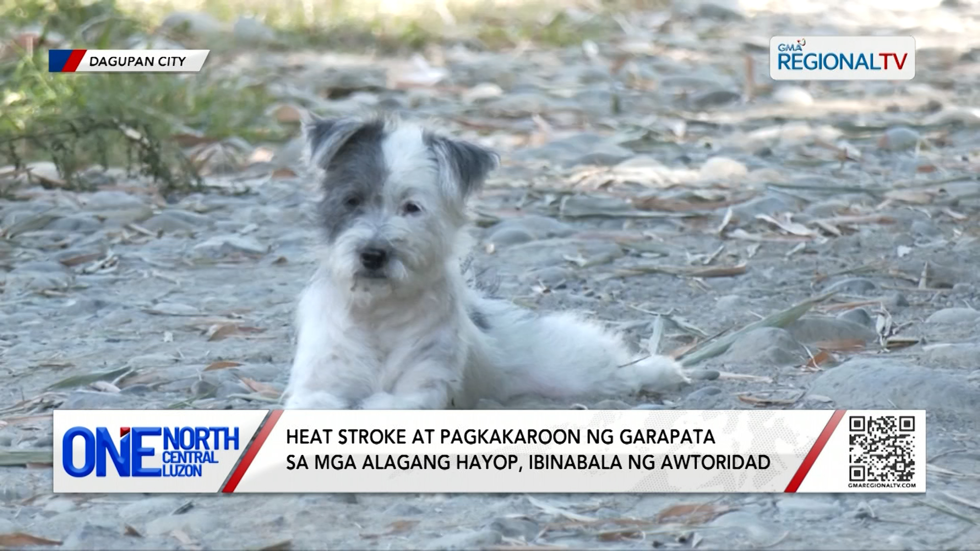 Heat stroke at pagkakaroon ng garapata sa mga alagang hayop, ibinabala | One North Central Luzon