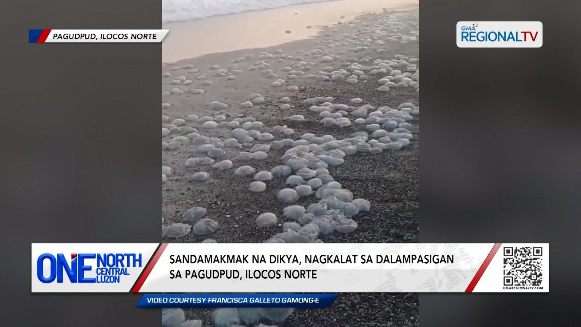 Sandamakmak na dikya, nagkalat sa dalampasigan sa Pagudpud | One North Central Luzon