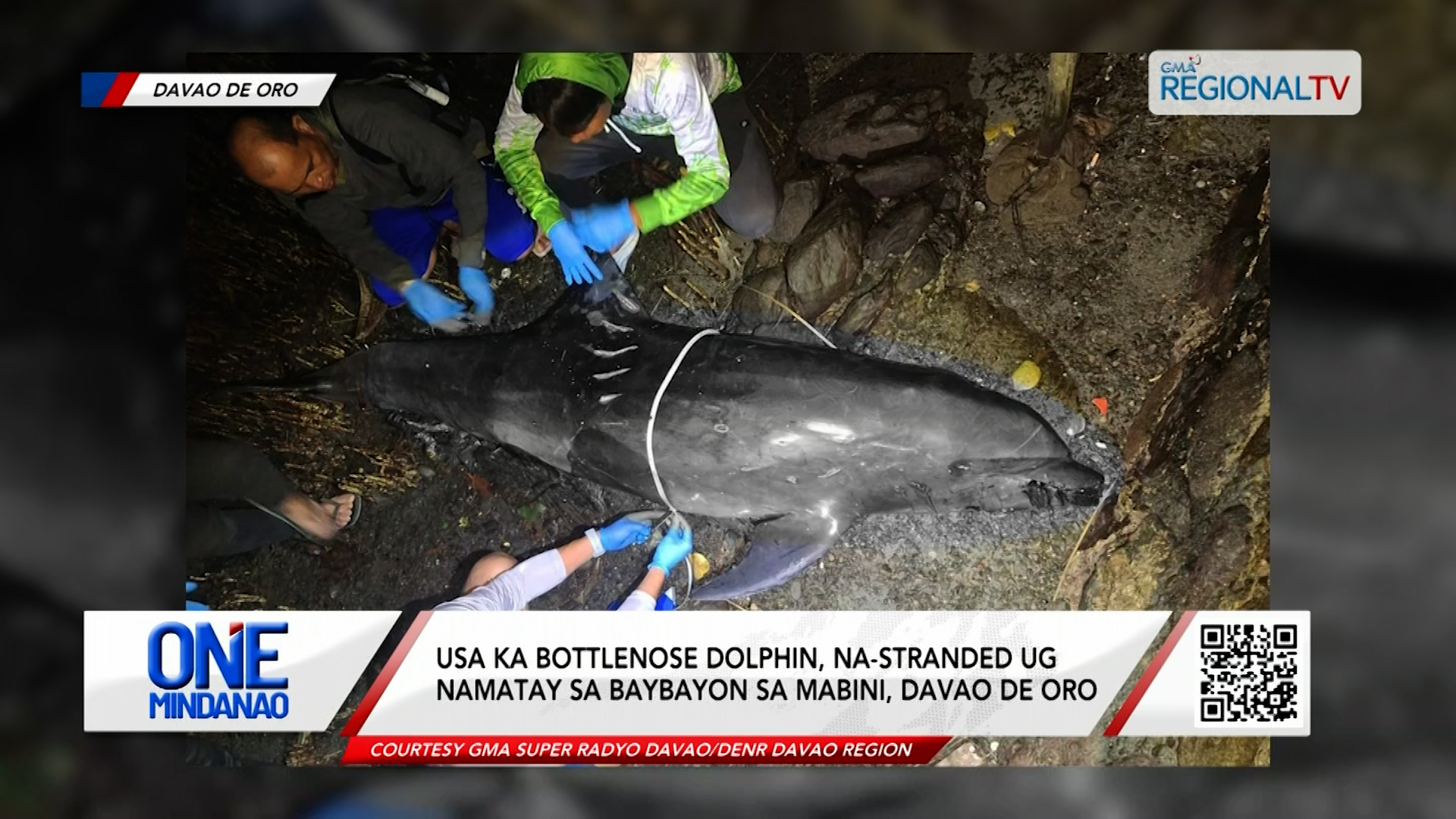 Usa ka bottlenose dolphin, na-stranded ug namatay sa baybayon I One Mindanao