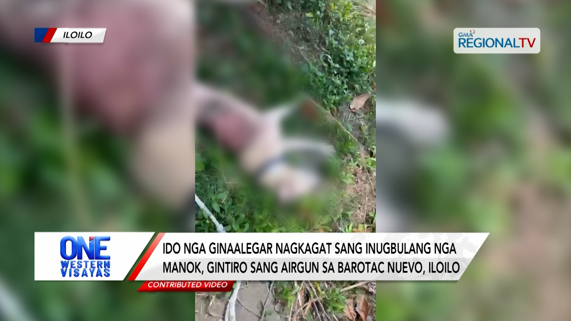 Ido nga ginaalegar nagkagat sang inugbulang nga manok, gintiro sang airgun  | One Western Visayas
